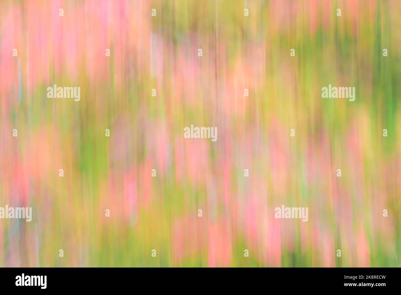 Abstrakte Muster aus Pastellfarben, die durch Bewegungen auf Herbstblättern entstehen und vertikale Linien in der farbenfrohen, weichen Naturszene zeigen Stockfoto
