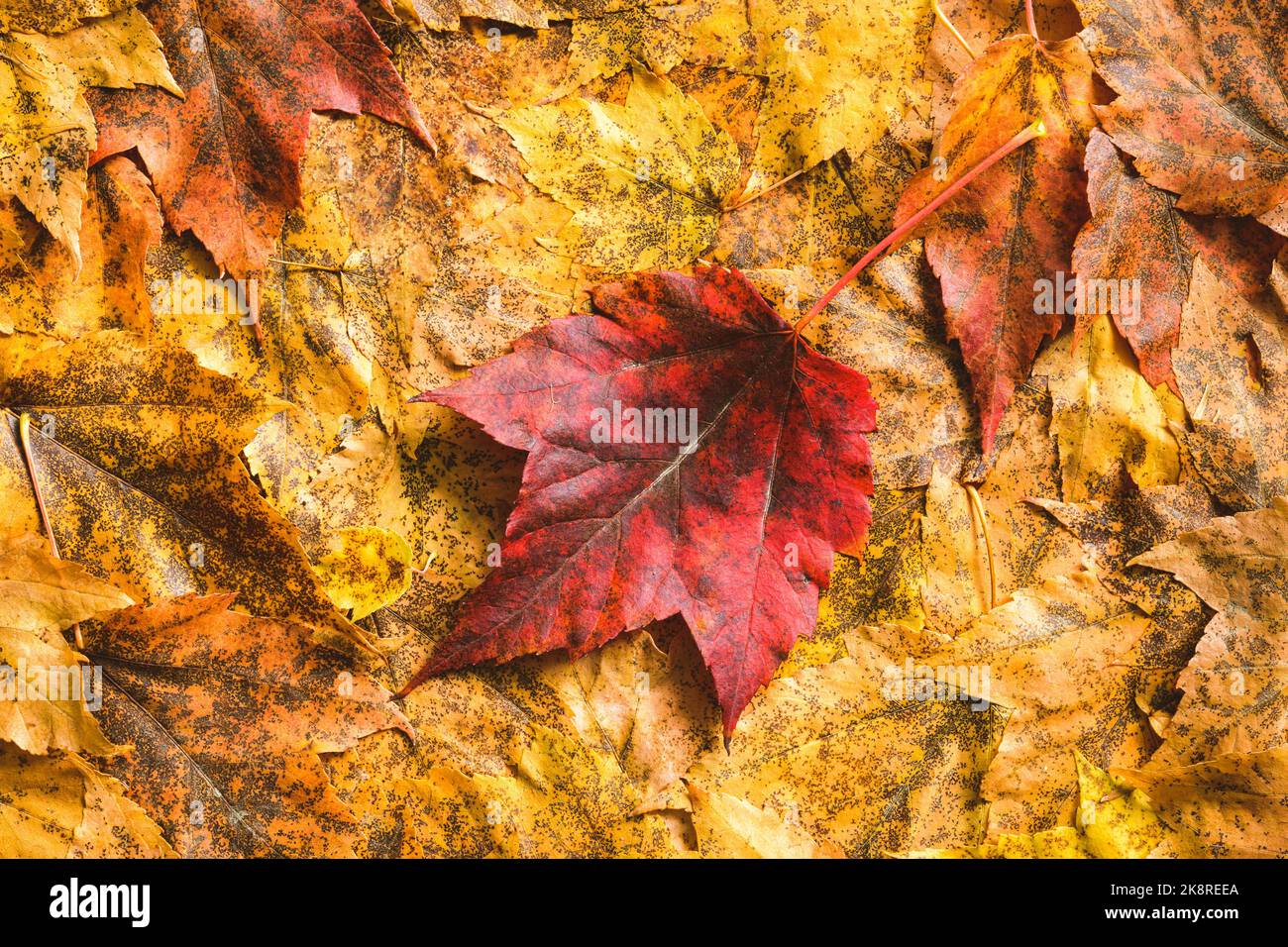 Rotes Herbstblatt in Nahaufnahme auf einem Hintergrund von gelben und orangen Herbstblättern Stockfoto