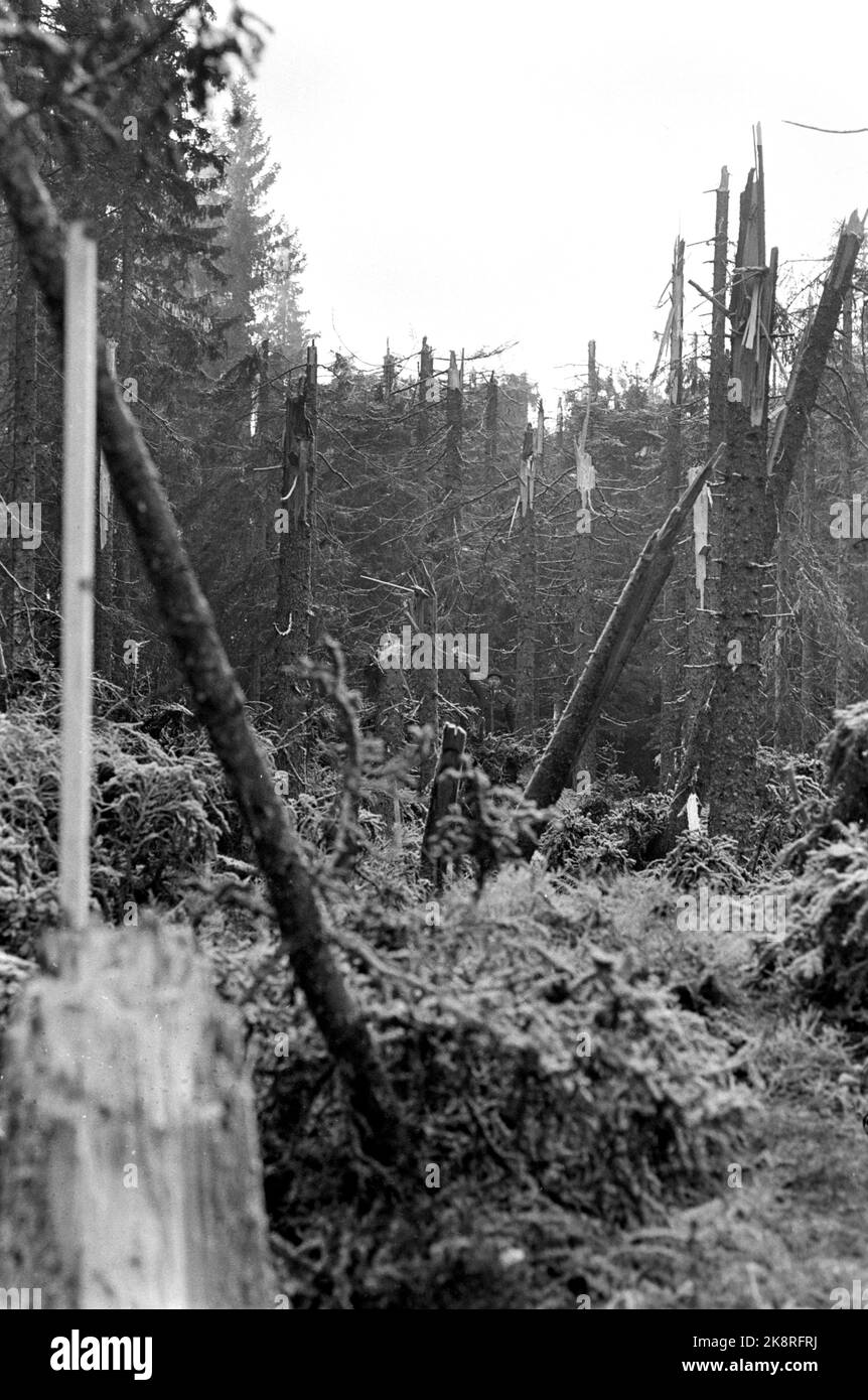 Asker 19721226 der Flugzeugabsturz in Vestmarka am kleinen Heiligabend, bei dem ein Fokker Fellowship Fly von Braathens Safe abstürzte und 40 Menschen umkamen. Luftstreitkräfte-Kommission am Unfallort bei der Arbeit. Das Flugzeug hat zerbrochene Bäume, die durch den Wald passen, bevor es abgestürzt ist. Foto: NTB / NTB Stockfoto