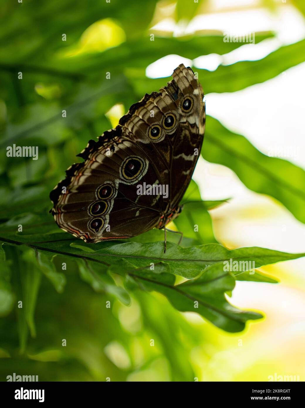 Eine vertikale Aufnahme eines Papillon Morpho auf einem Blatt Stockfoto