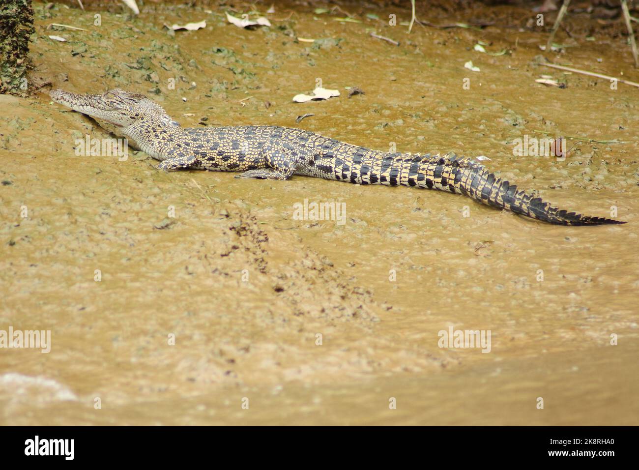 Salzwasserkrokodil (Crocodylus porosus) im natürlichen Lebensraum Borneo Stockfoto