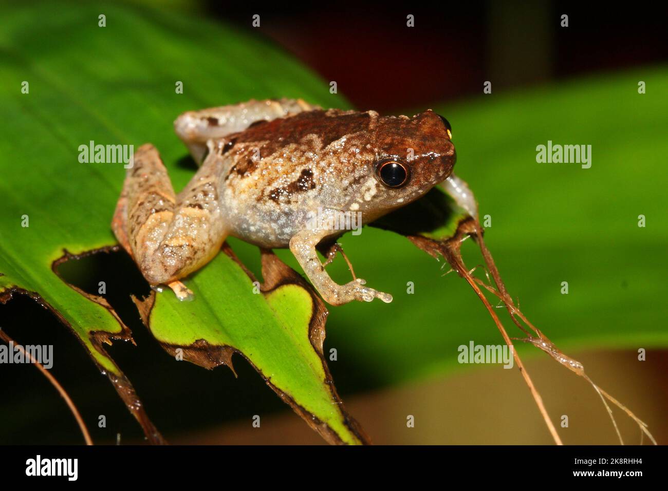 Bornean Chorus Frosch (Microhyla nepenthicola - Microhyla borneensis) in natürlichem Lebensraum im Kubah-Nationalpark (Sarawak, Borneo, Malaysia) Stockfoto
