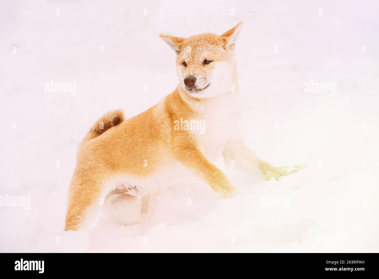 Hund Mit Schnee Bestreut. Shiba Inu Spielerisch Durch Schneeverwehungen. Neugierige Junge Japanische Kleine Größe Shiba Inu Hund Spielen Im Freien Im Schnee, Schneeverwehung An Stockfoto