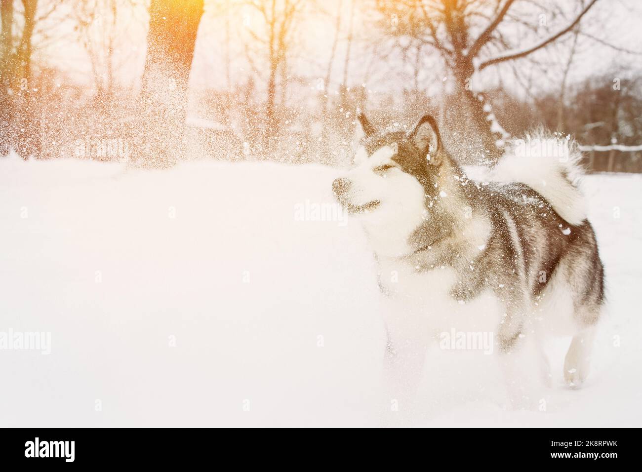 Junger Sibirischer Husky-Hund Mit Schnee Bestreut. Hund Läuft Spielerisch Durch Die Schneeverwehungen Outdoor Im Winter Snowy Forest. Haustiere Spielen, Springen Und Schnell Stockfoto