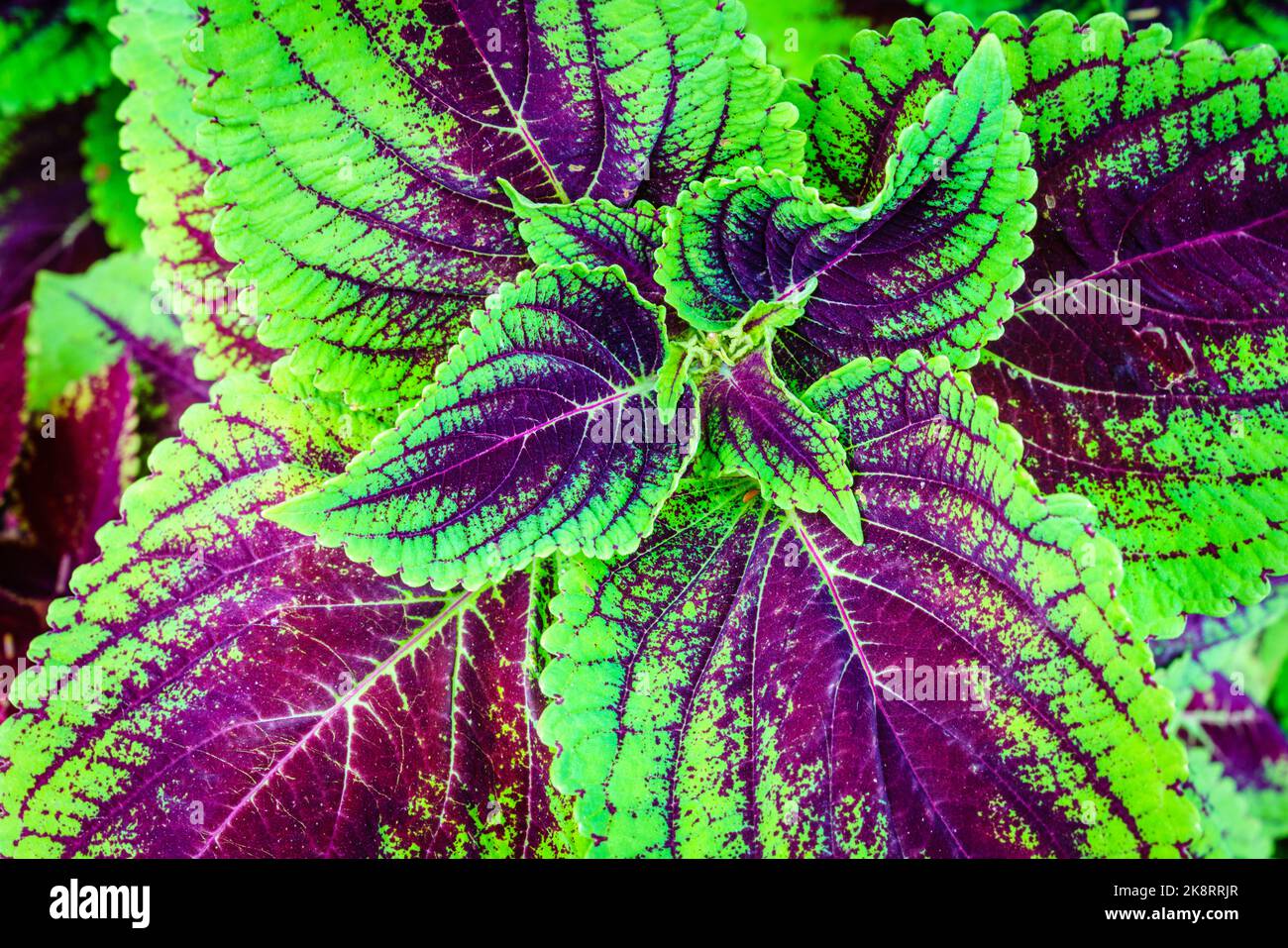 Nahaufnahme der farbenfrohen Coleus-Blätter im Arboretum in Lexington, Kentucky Stockfoto