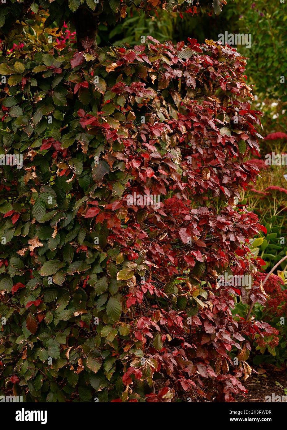 Nahaufnahme der grünen und violetten Bronzeblätter des großen wachsenden Laubbaums Fagus sylvatica f. Purpurea, der als Absicherungspflanze verwendet wird. Stockfoto