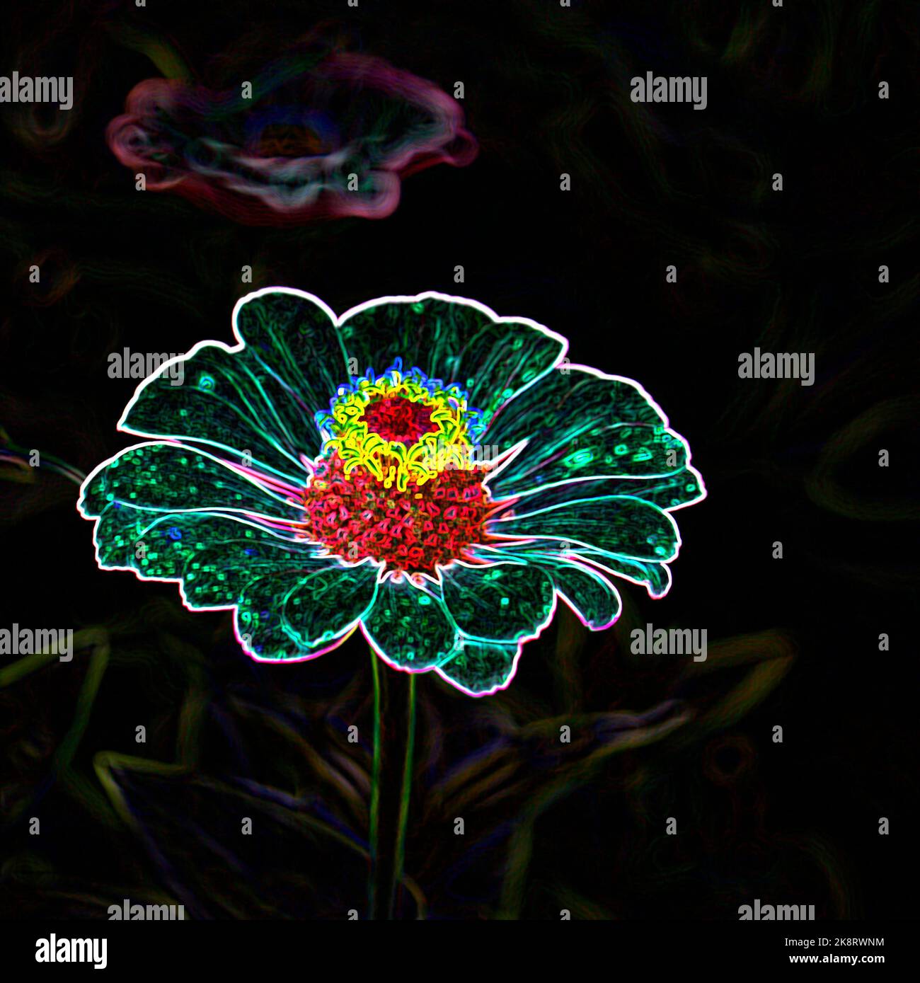 Illustration einer Nahaufnahme der jährlichen oder zweijährigen Sommer- und Herbstblüte der Zinnia elegans Super Yoga Rose. Stockfoto