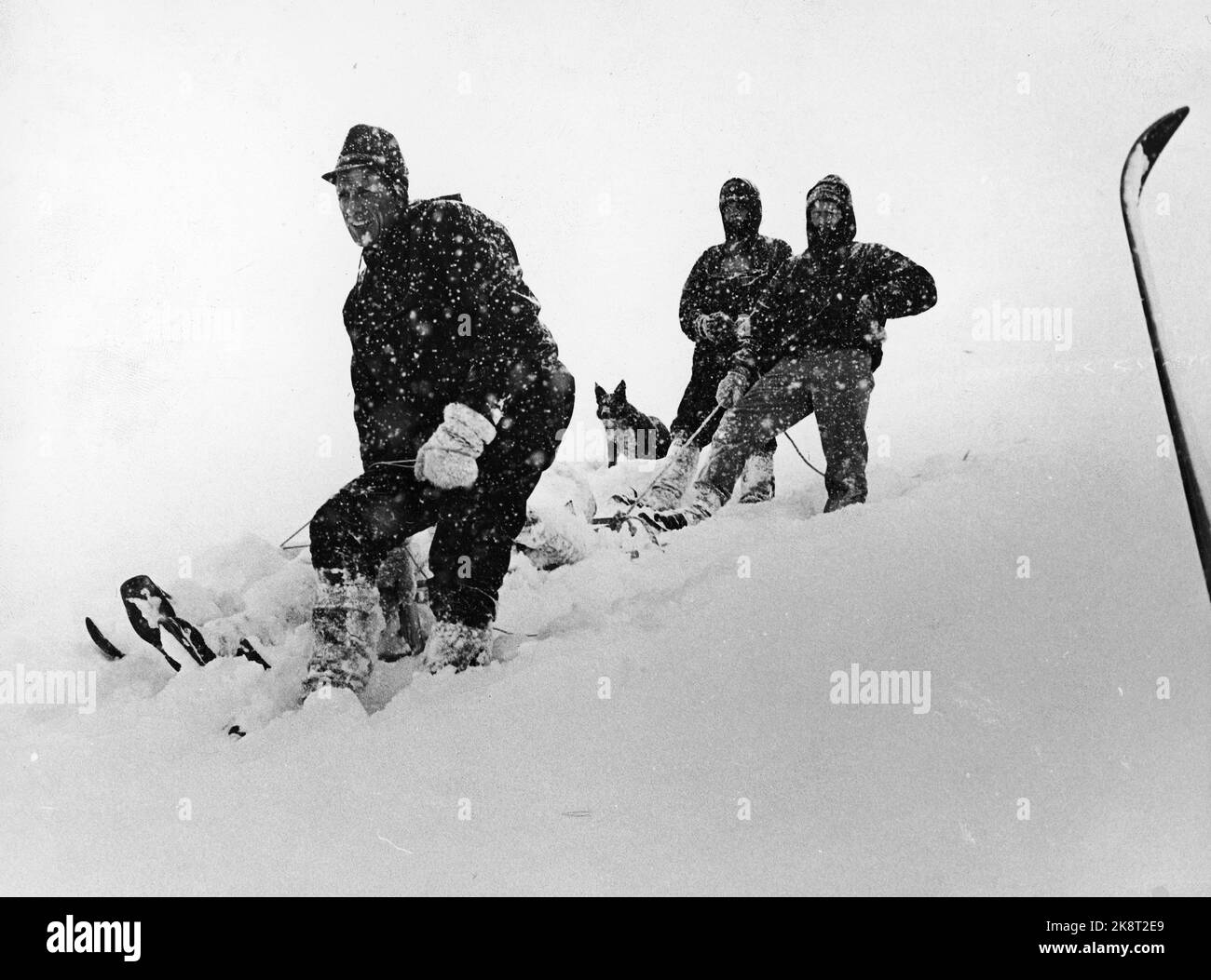 Jotunheimen März 1967: Der Osterunfall 1967, bei dem 16 Menschen bei Stürmen ums Leben kamen. Hier nach dem Unfall während des Sjurtingstinds verließen die Rettungsmannschaften sofort Leirvassbu, nachdem Karl Lunaas dort angekommen war und von den sieben in den Bergen zurückgebliebenen Skifahrern berichteten. Es gab einen schrecklichen Kampf im Schneefall und im Wind, mit Pulks und Schlitten im Schlepptau. Zu dieser Zeit gab es nichts darüber, ob die sieben noch am Leben waren, sie wussten, dass die Zeit, sie zu finden, knapp war. Foto: Henrik Laurvik / NTB Stockfoto