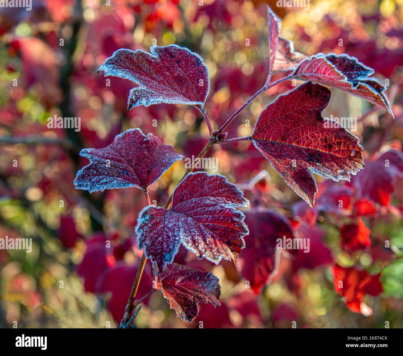 Hintergrund von hellen Blättern bedeckt mit Raureif. Herbst Frost. Close Up. Stockfoto