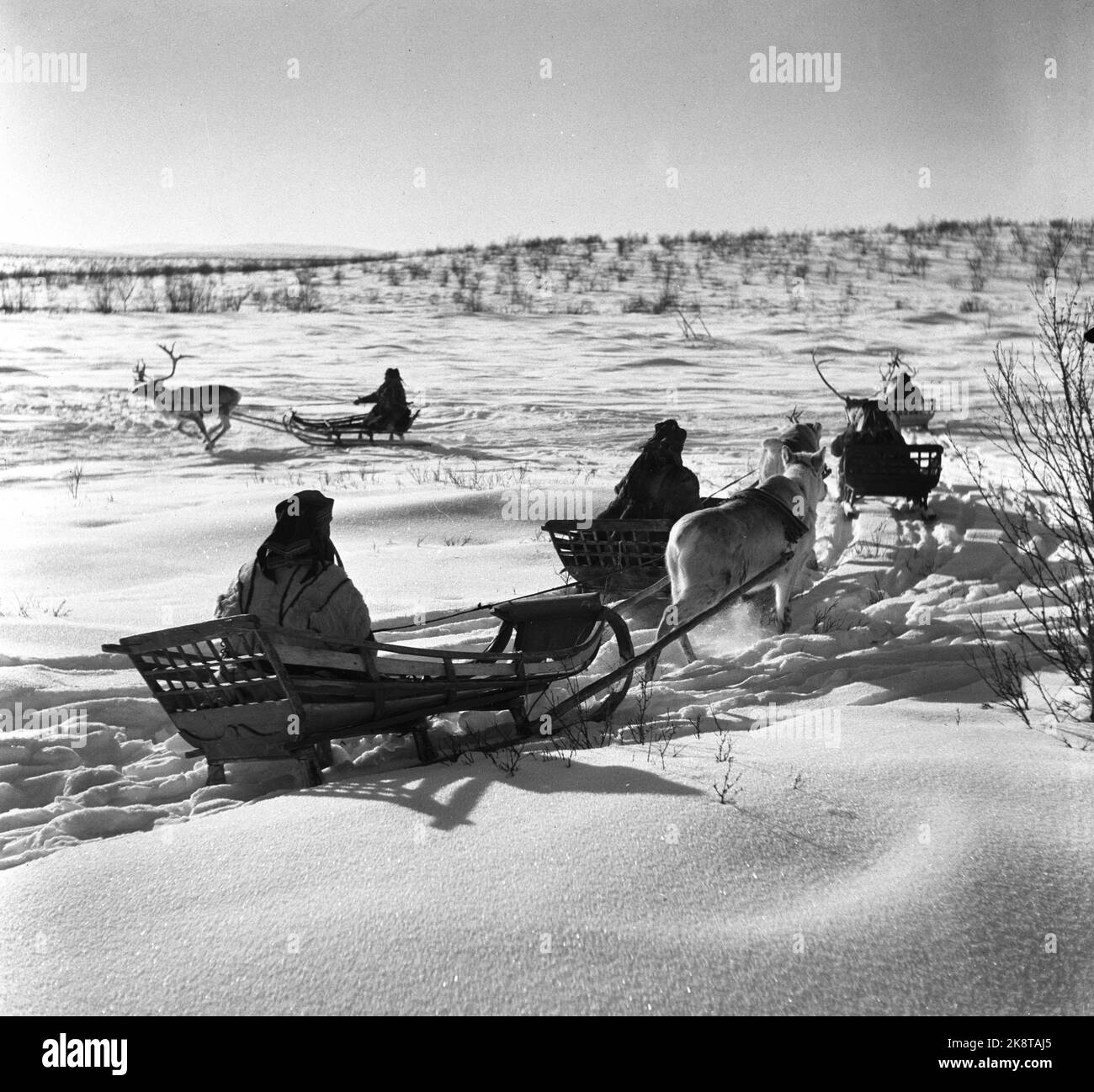 Finnmark 1952. Sami-Heimatverteidigungssoldaten auf Rentierpatrouille Übung auf Finnmarksvidda. Die Vorladung bringt ihre eigenen Rentiere, die der Heimatschutz NOK zahlt. 2,50 pro Tag in den 14 Tagen dauert die Übung. Die Sami haben keine Uniformen, sind aber mit der HV-Markierung im Park zufrieden, die Rekruten würden im Winter mit Uniform erfrieren. Foto: Aktuell Stockfoto