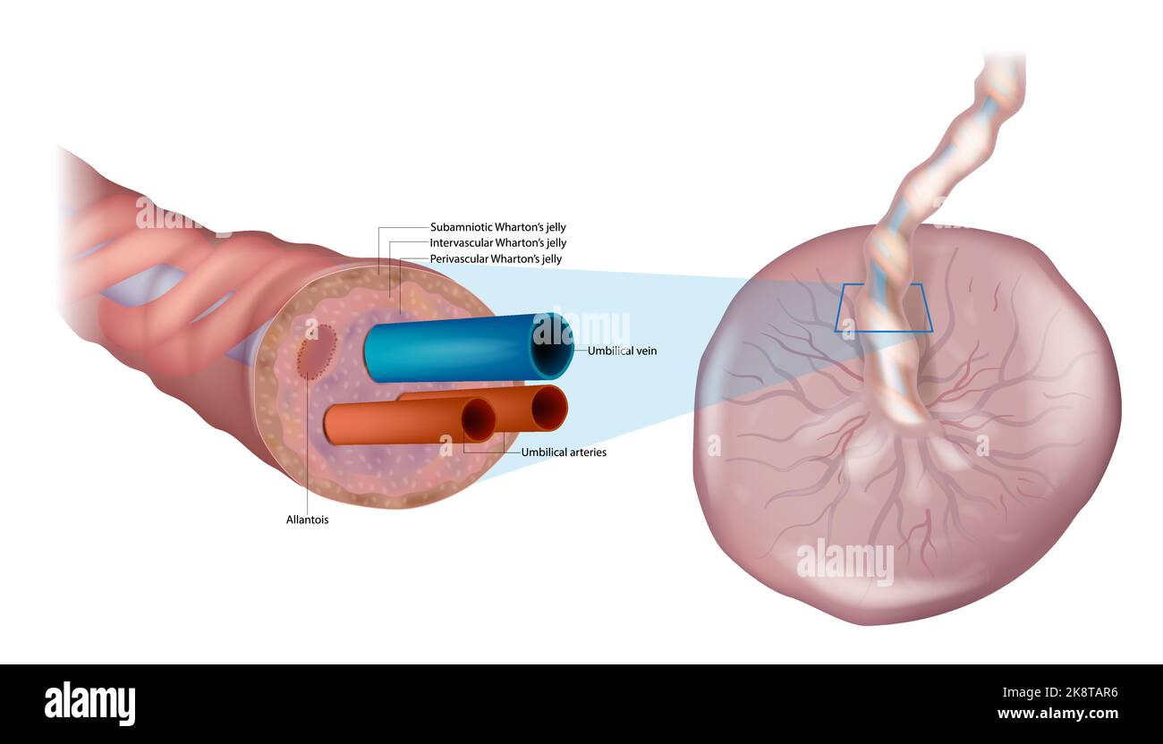 Anatomie der Nabelschnur. Querschnittsdiagramm der menschlichen Nabelschnur. Fetale Zirkulation. Biologie der menschlichen Plazenta und Nabelschnur Stock Vektor