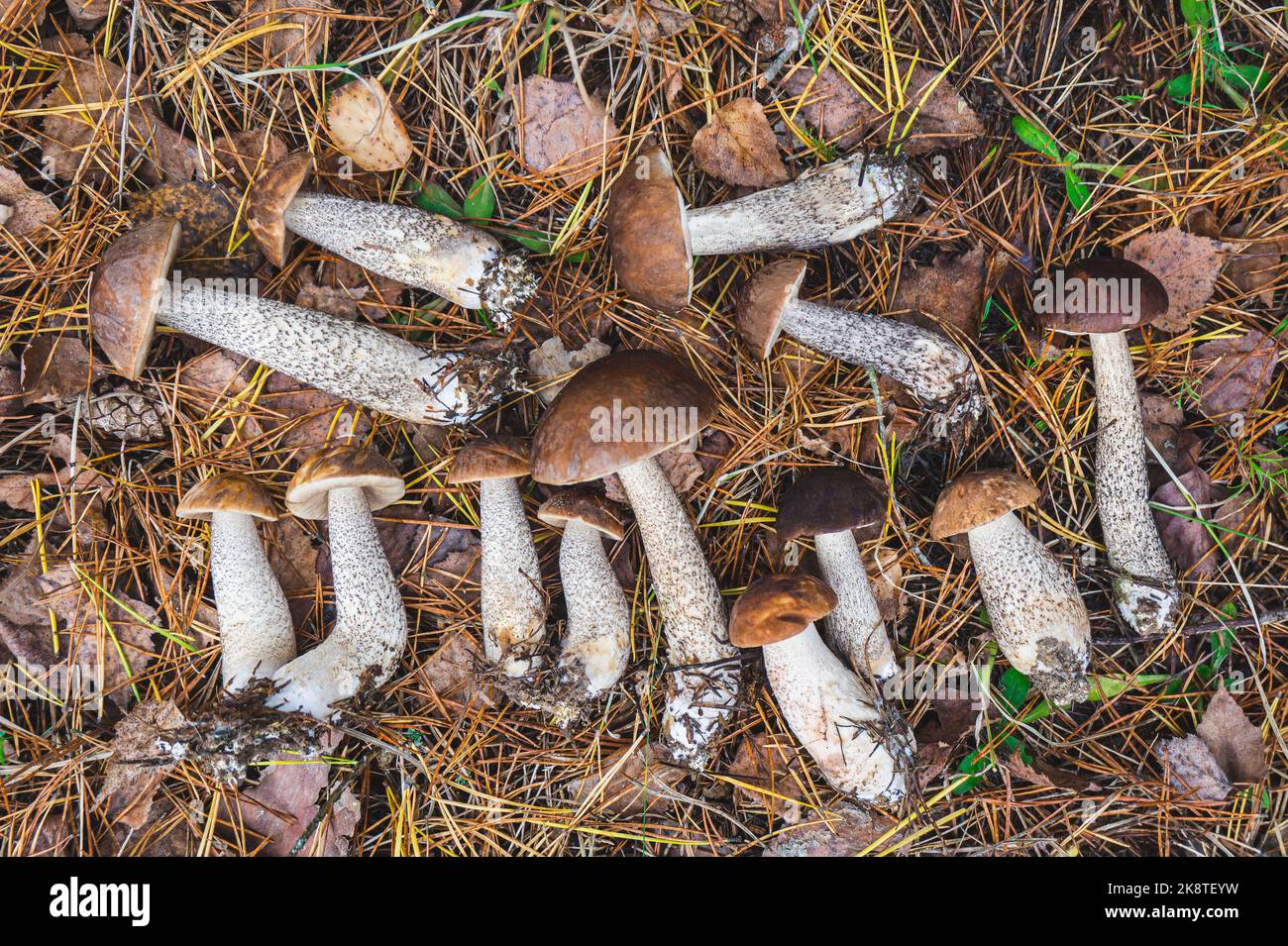 Braune Steinpilze auf dem Boden im Wald Stockfoto