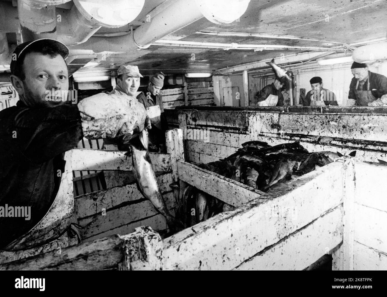 Barentssee, 1969. Der Trawler M/T Vågakall arbeitet für 15 Männer an Bord und 35 zu Hause in Vågan in Lofoten. Die Fischer arbeiten mit dem Fang, mit Bloggen und Looping. Im Vordergrund Jan Jacobsen. Foto: Sverre A. Børretzen / Aktuell / NTB Stockfoto