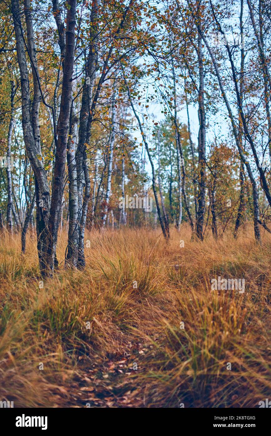 Sumpfiger Birkenwald im Herbst. Hochwertige Fotos Stockfoto