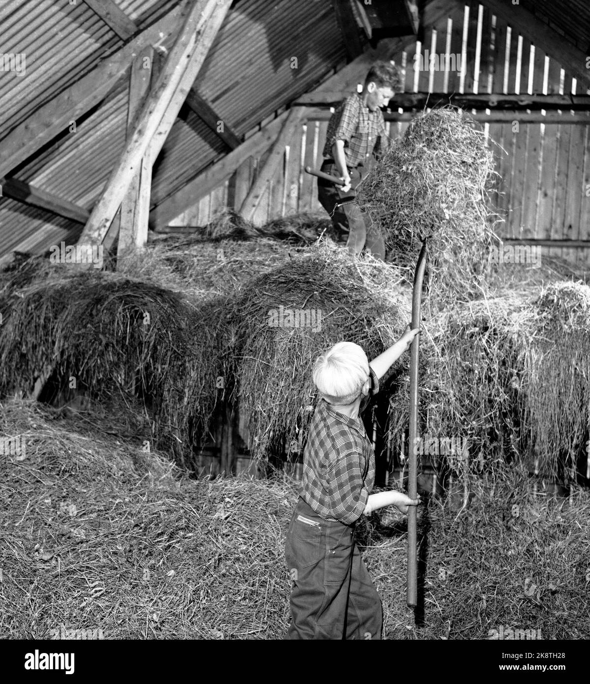 Flatdal in Telemark, August 1959. Fjellgården Ekre liegt 600 Meter über dem Meeresspiegel und in einem derart unwegsamen Gelände, dass "niemand denken würde, dass jemand es könnte BU". Hier Söhne Halvard Ekre (13) und Bjarne Ekre (7), die helfen, das Heu in der Scheune zu bekommen. Alle Söhne haben Pflichten auf dem Hof. So muss es sein, wenn sie alles erreichen wollen, was auf einem Bauernhof getan werden muss. Foto: Aage Storløkken / Aktuell / NTB Stockfoto