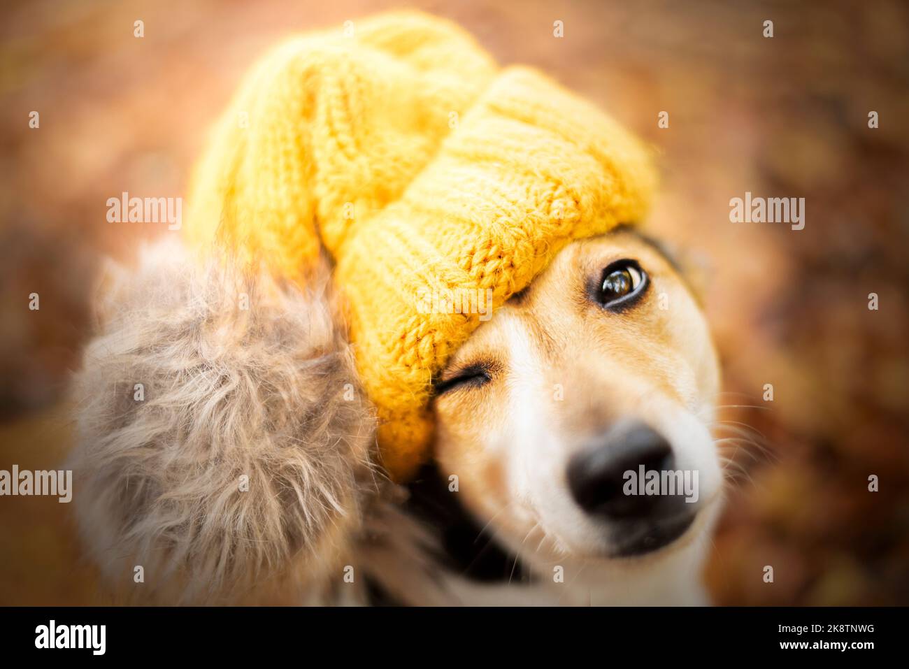 Porträt von Jack Russell in einem Hut. Herbstporträt. Stockfoto