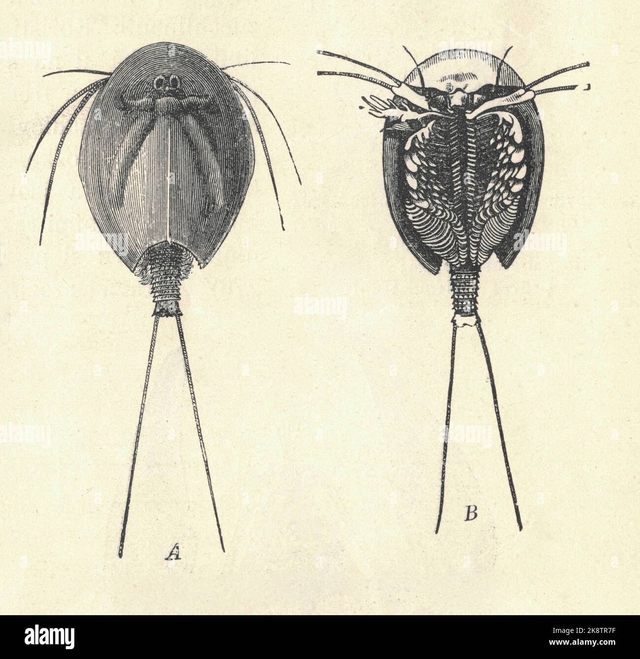 Antike gravierte Illustration der europäischen Kaulquappe-Garnelen. Vintage-Illustration der Kaulquappe-Garnelen. Altes eingraviertes Bild der europäischen Kaulquappe-Garnele. Bild der Kaulquappe-Garnele. Buchillustration veröffentlicht 1907. Triops cancriformis, europäische Kaulquappen- oder Kaulquappen-Garnelen, ist eine Art von Kaulquappen-Garnelen, die in Europa, dem Nahen Osten und Indien zu finden ist. Aufgrund der Zerstörung von Lebensräumen sind in letzter Zeit viele Populationen in der gesamten europäischen Reichweite verloren gegangen, so dass die Art im Vereinigten Königreich und in mehreren europäischen Ländern als gefährdet gilt. In Gefangenschaft wachsen sie gewöhnlich bis zu 6 C. Stockfoto