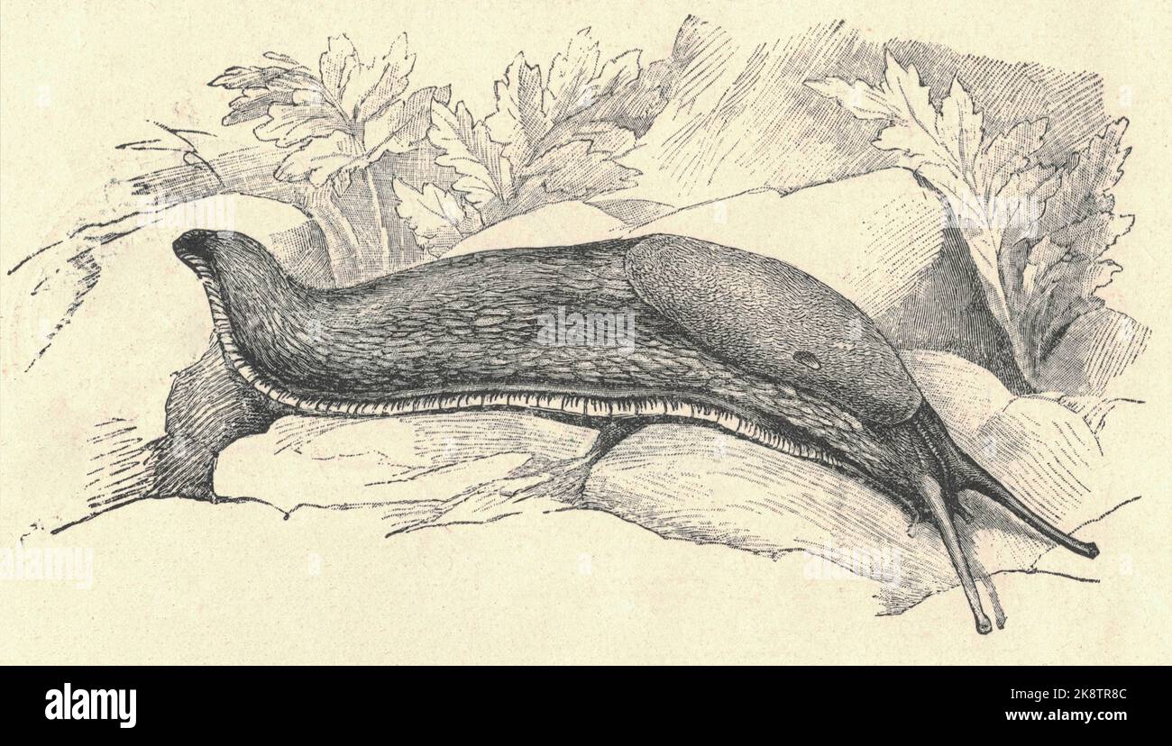Antike gravierte Illustration der schwarzen Schnecke. Vintage-Illustration des schwarzen arion. Altes eingraviertes Bild der europäischen schwarzen Schnecke. Bild des Arion-Aaters. Querschnitt. Buchillustration veröffentlicht 1907. Die schwarze Schnecke (auch bekannt als schwarzer arion, europäische schwarze Schnecke oder große schwarze Schnecke) Arion ater L. ist ein großer terrestrischer Gastropoden-Weichtier aus der Familie der Arionidae, den runden Rückenschnecken. Landnacksen fehlen Muscheln wie andere terrestrische Weichtiere (wie Schnecken). Ohne solche Muscheln produzieren Nacktschnecken Schleim, der auch Giftstoffe enthalten kann – um Raubtiere abzuschrecken. Erdschnecken produzieren zwei Othe Stockfoto