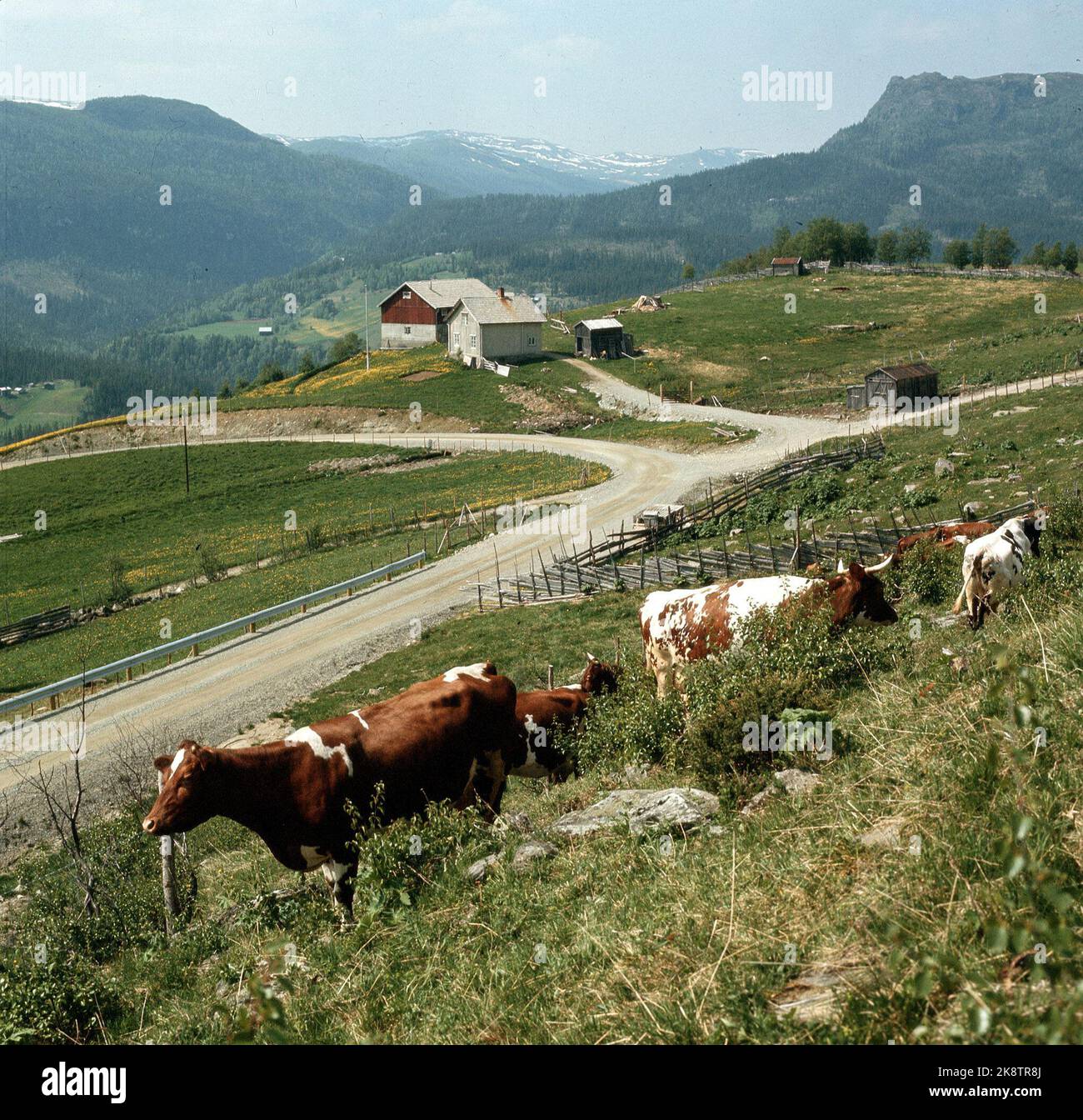 Romsdal 1969. Kühe auf der Weide. Farm im Hintergrund. Foto: Erik Thorberg Stockfoto