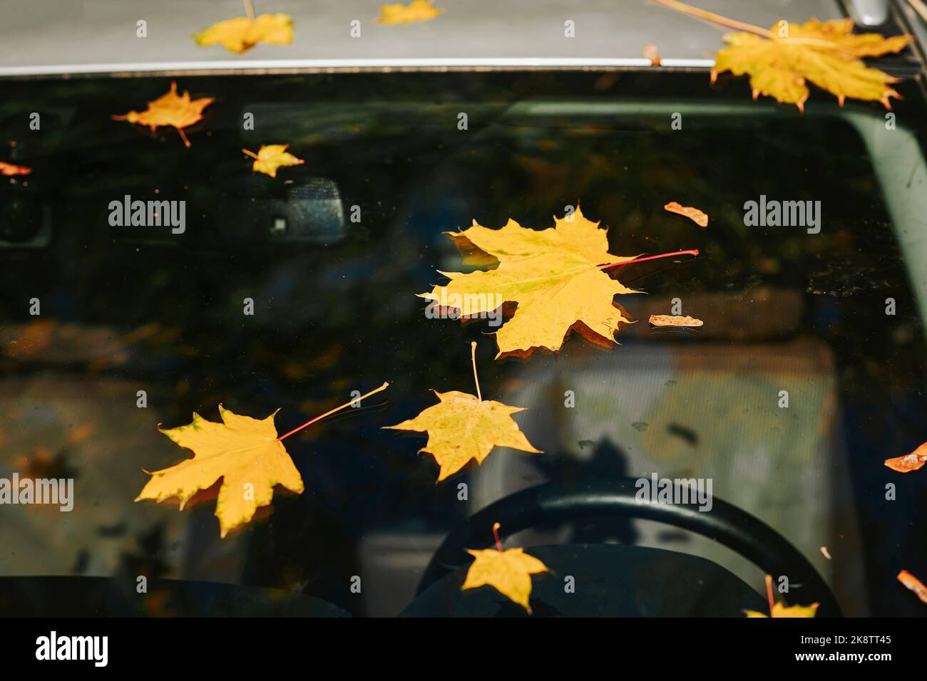 Herbst hell bunte Ahornblätter Stick auf Windschutzscheibe des Autos, Blatt fallen Stockfoto
