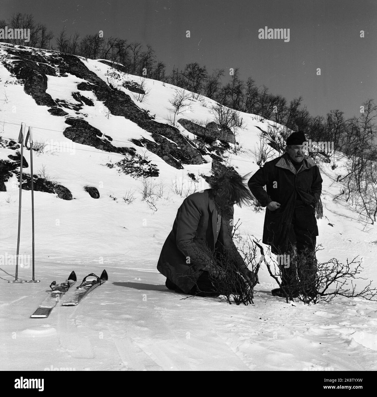 Argehovd nördlich von Møsvatn, Hardangervidda. März 1966. Åsmund Løvås (84) lebt und betreibt mit seinen beiden Söhnen den Hof Argehovd weit in Hardangervidda. Jagd und Fallenlassen gehören zu ihrem Alltag. Hier Åsmund (th) mit Nachbar Jon mogen, als sie eine Falle/Snare für Birkhuhn herausstellten. Foto: Aage Storløkken / Aktuell / NTB Stockfoto