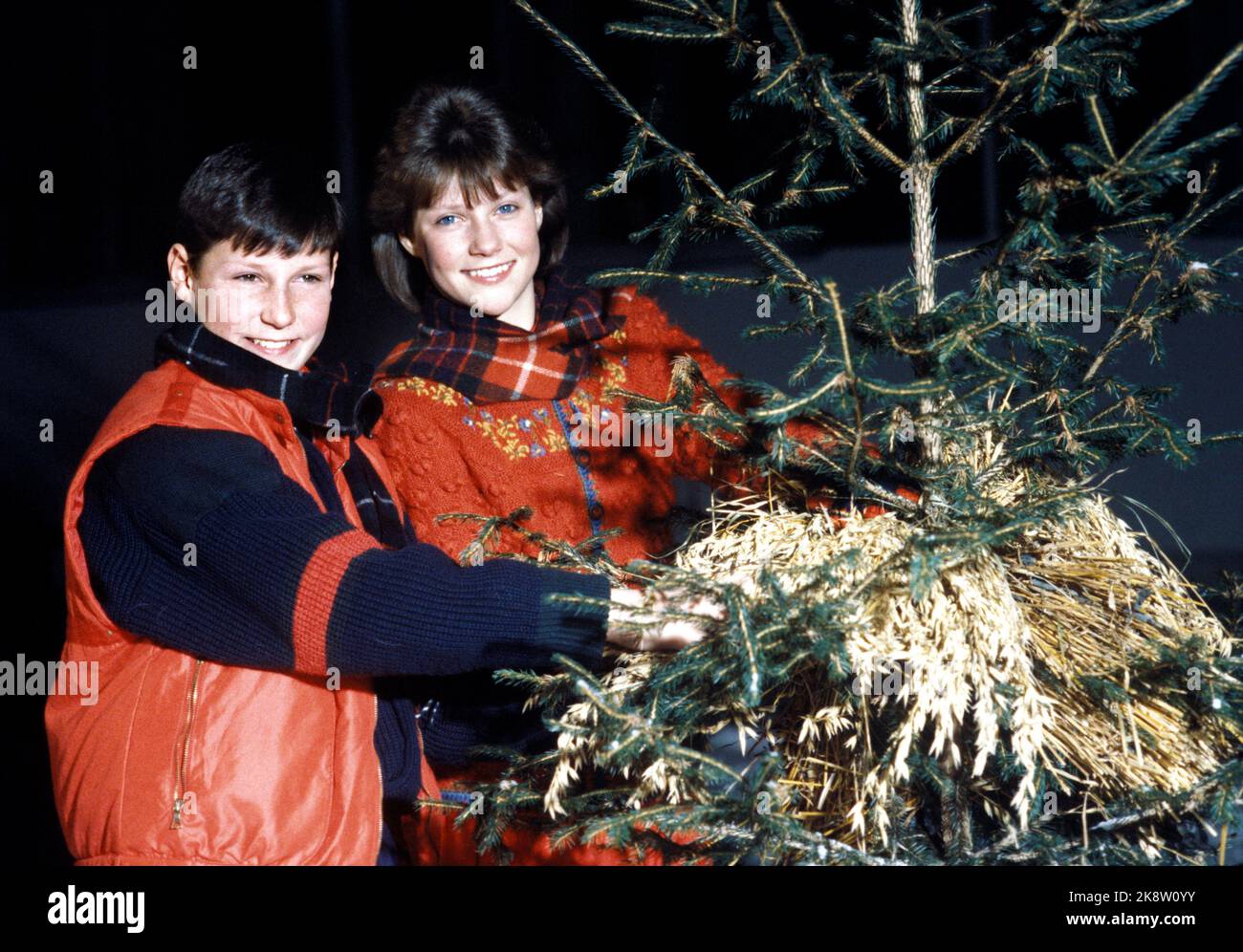 Asker 1985-12: Die norwegische Kronprinzenfamilie Weihnachten 1985. Kronprinz Harald und Kronprinzessin Sonja fotografierten mit den Kindern Prinz Haakon Magnus und Prinzessin Märtha Louise in ihrem Haus in Skaugum in Asker, 19. Dezember 1985. Picture: Prinz Haakon Magnus und Prinzessin Märtha Louise hängen Weihnachtshälse im Garten auf. Foto: Bjørn Sigurdsøn Stockfoto