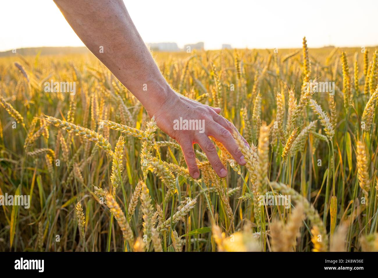 Weizen, Roggen in den Händen eines Bauern. Anbau von Kulturpflanzen. Gelbgoldene ländliche Sommerlandschaft. Stockfoto