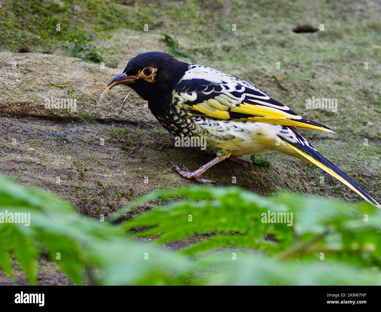 Ein Nahaufnahme-Porträt eines flinken energischen Regent Honeyeaters mit ausgeprägtem Gefieder. Stockfoto