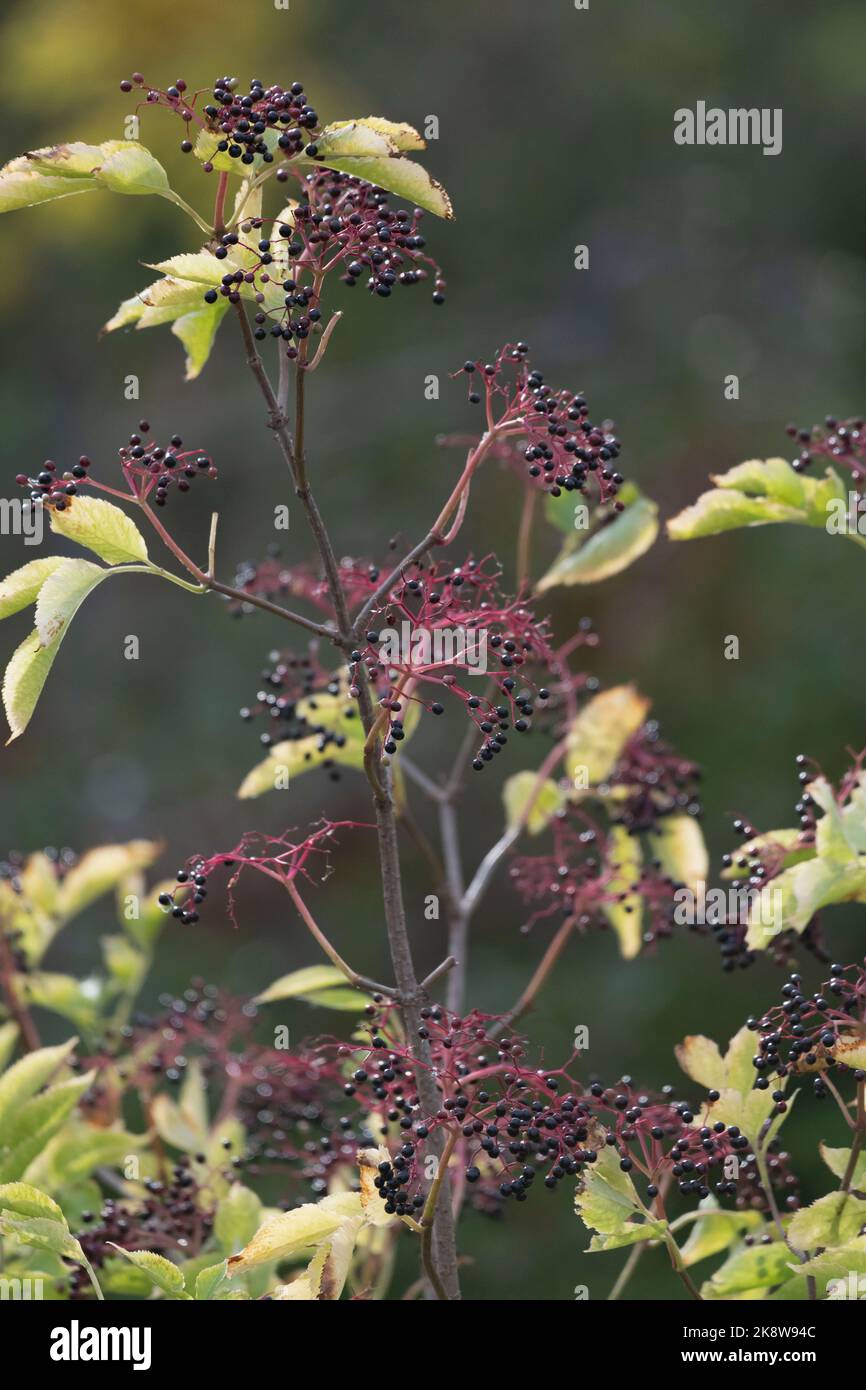 Die schwarzen Früchte, die von Crimson hängen, stammen im Herbst auf einem Älteren (Sambucus Nigra) Stockfoto