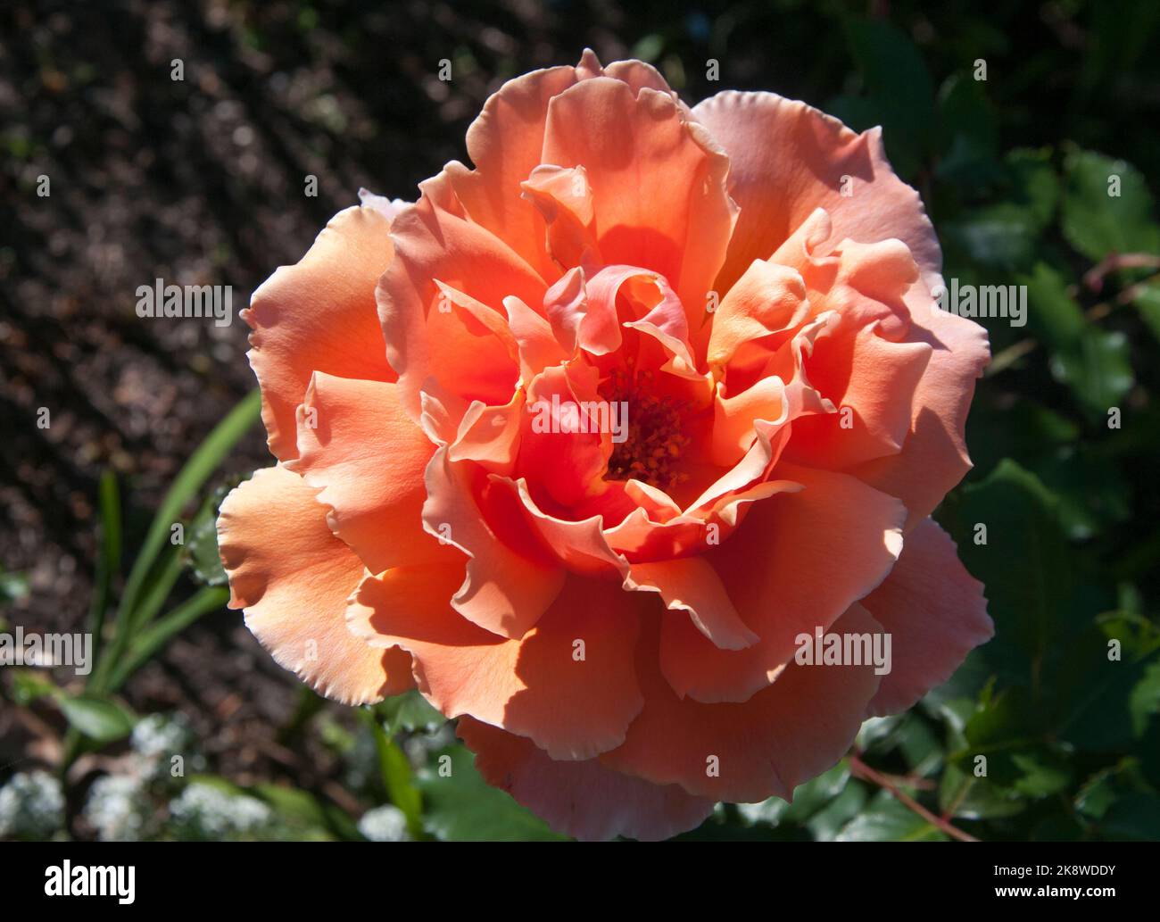 Just Joey Hybrid Tea Rose, Melbourne, Australien, Frühjahr 2022 Stockfoto
