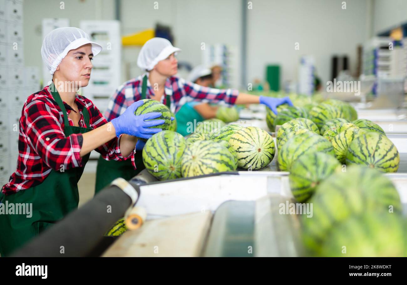 Frau, die frische Wassermelonen in der Fabrik sortiert Stockfoto