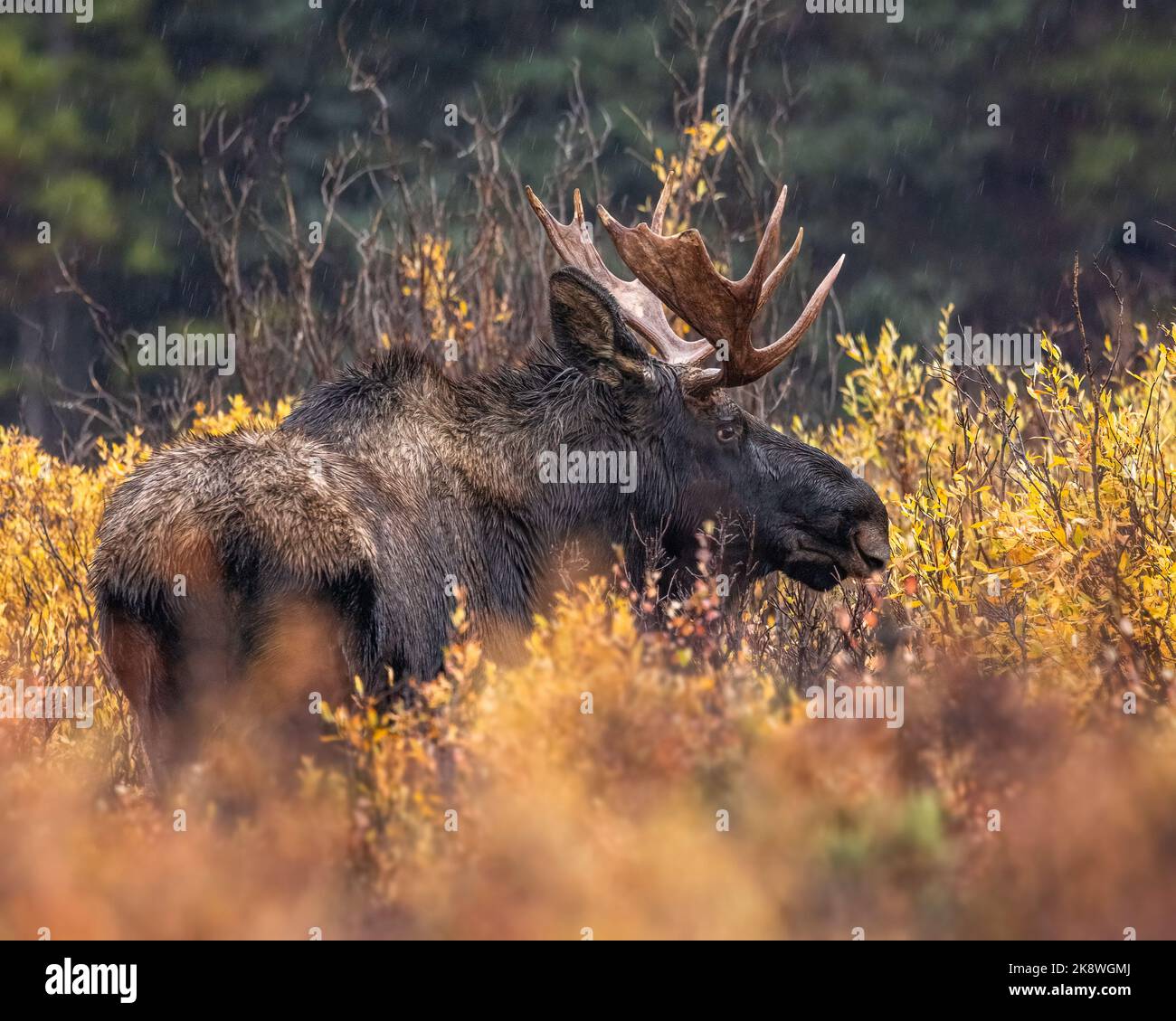 Der männliche Shiras Elch (Alces alces) steht über Weiden und blickt direkt auf den herbstlichen Elch in Colorado, USA Stockfoto