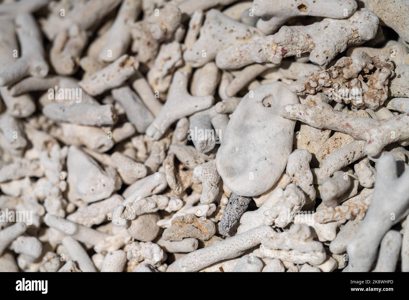 Abgestorbene Korallen, gebleichte Korallen aufgewaschen. Korallenstrand vom großen Bariierriff in queensland, australien Stockfoto