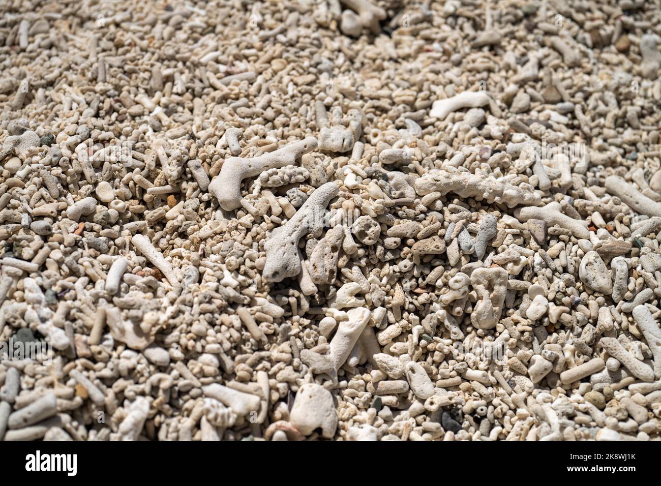 Abgestorbene Korallen, gebleichte Korallen aufgewaschen. Korallenstrand vom großen Bariierriff in queensland, australien Stockfoto