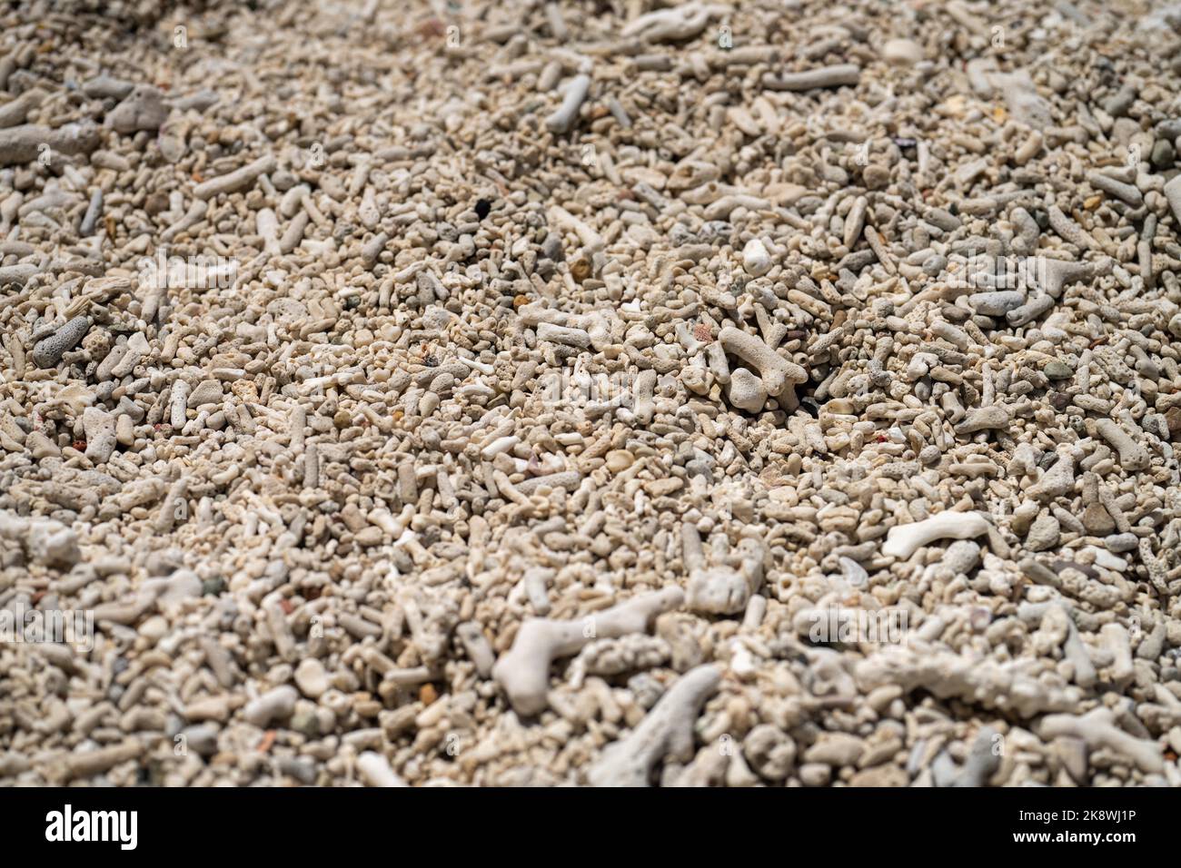 Abgestorbene Korallen, gebleichte Korallen aufgewaschen. Korallenstrand vom großen Bariierriff in queensland, australien Stockfoto