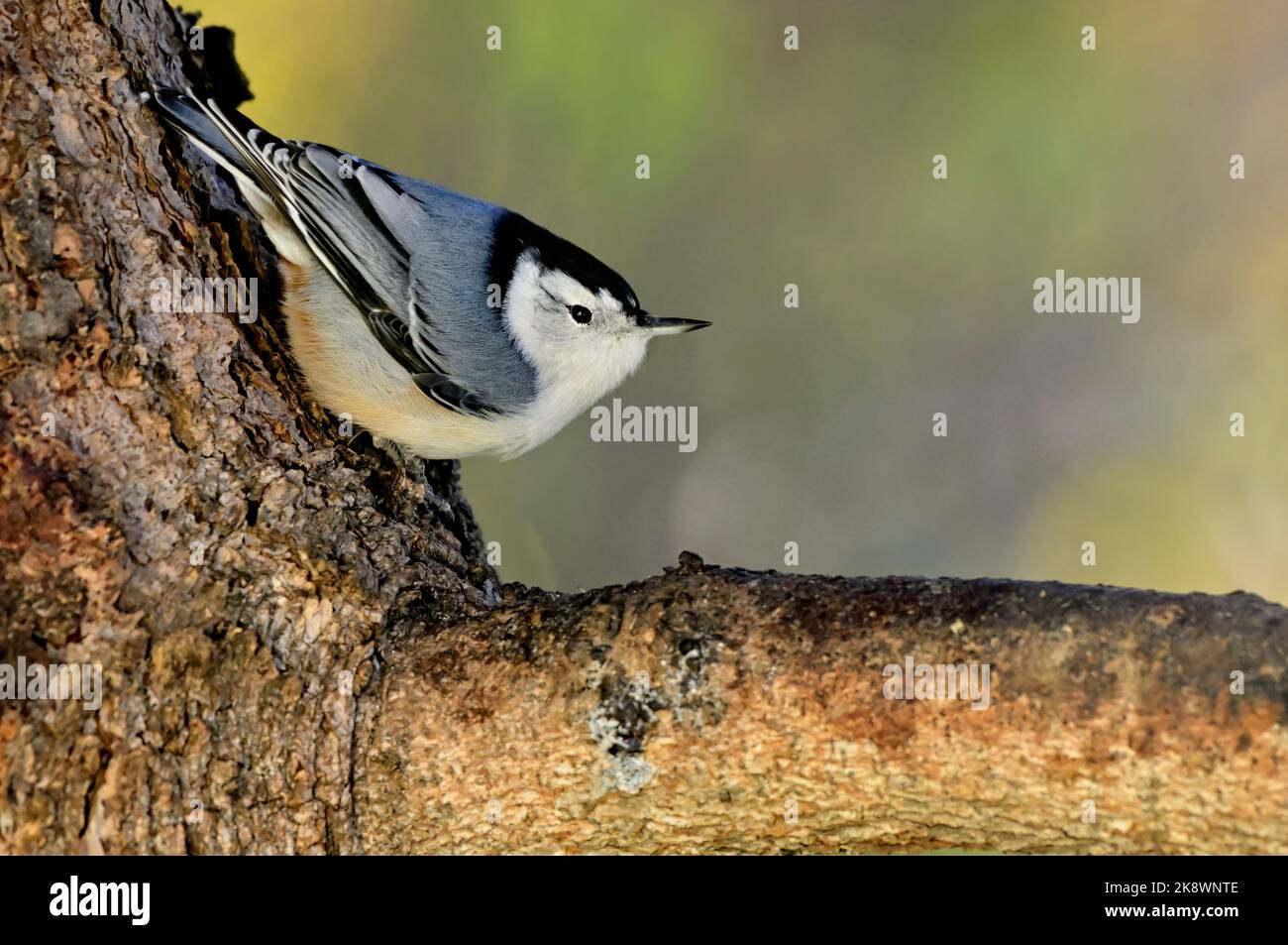Ein weißer Nuthatch ' Sitta carolinensis', der über einen Fichtenstamm klettert, Stockfoto