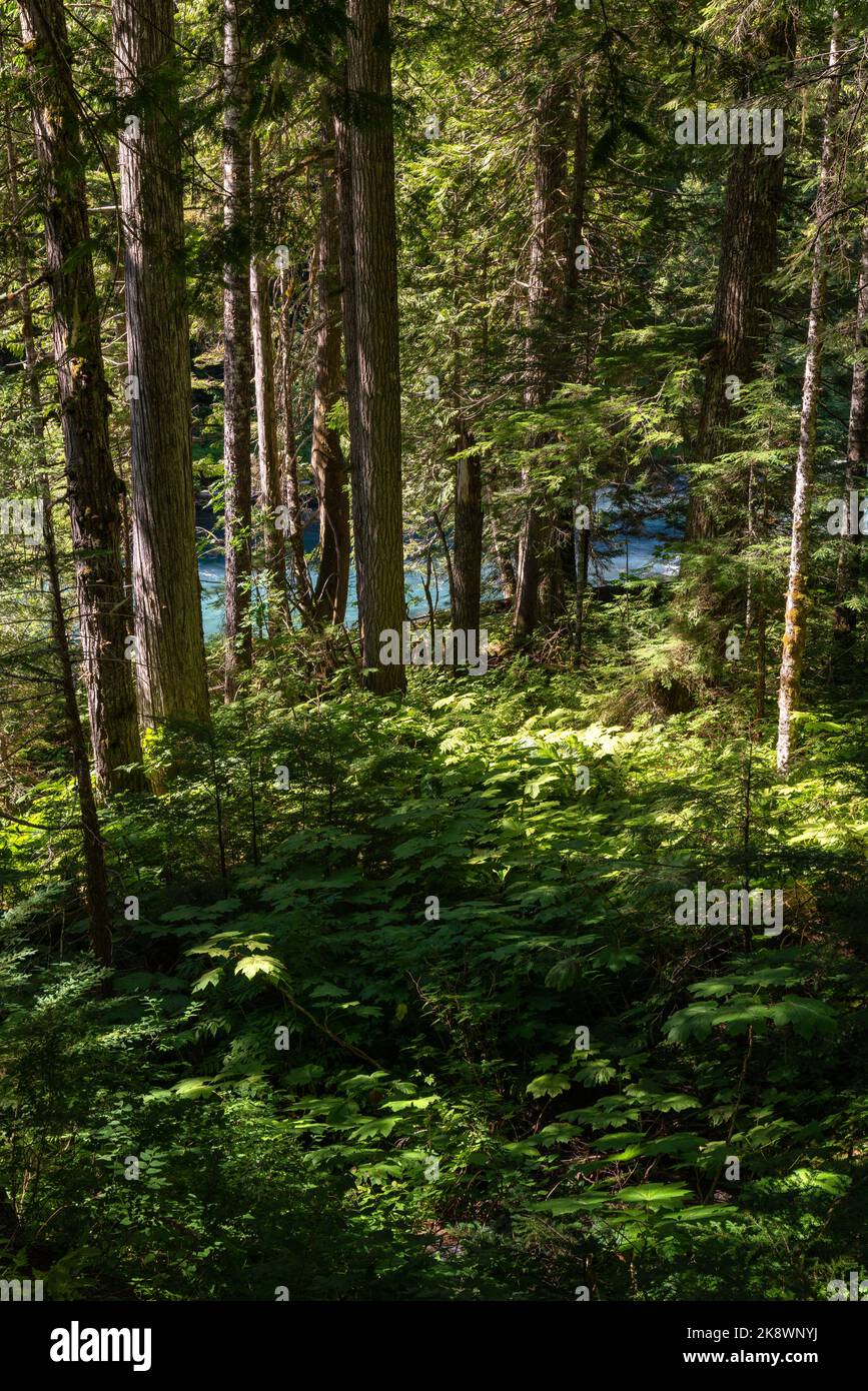Ein Blick auf den Cheakamus Lake durch den grünen Wald entlang des beschaulichen Weges in British Columbia. Stockfoto