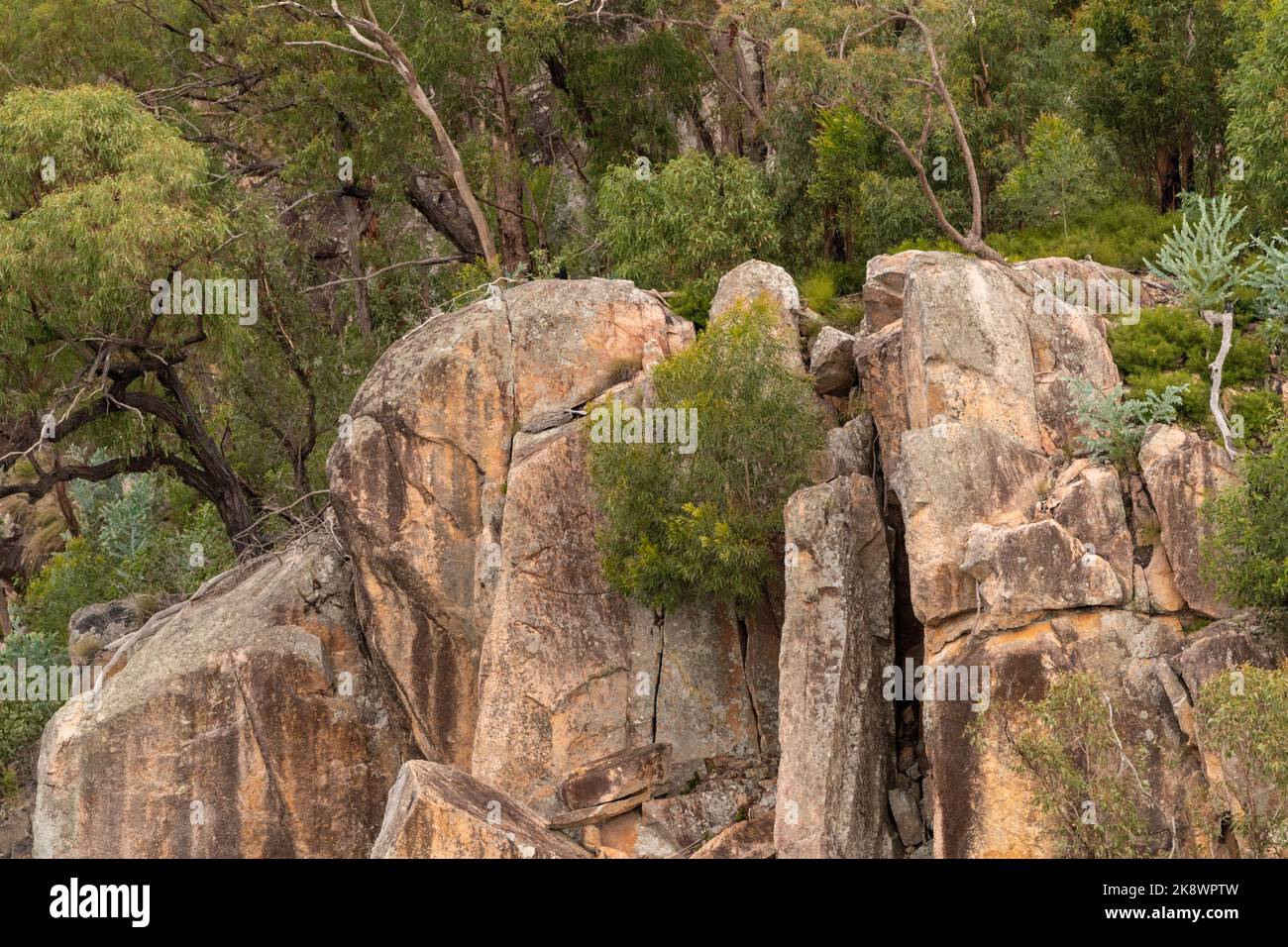 Ländlich, Wildnis Billabong, Bachgebiet von Queensland, Australien. Stockfoto