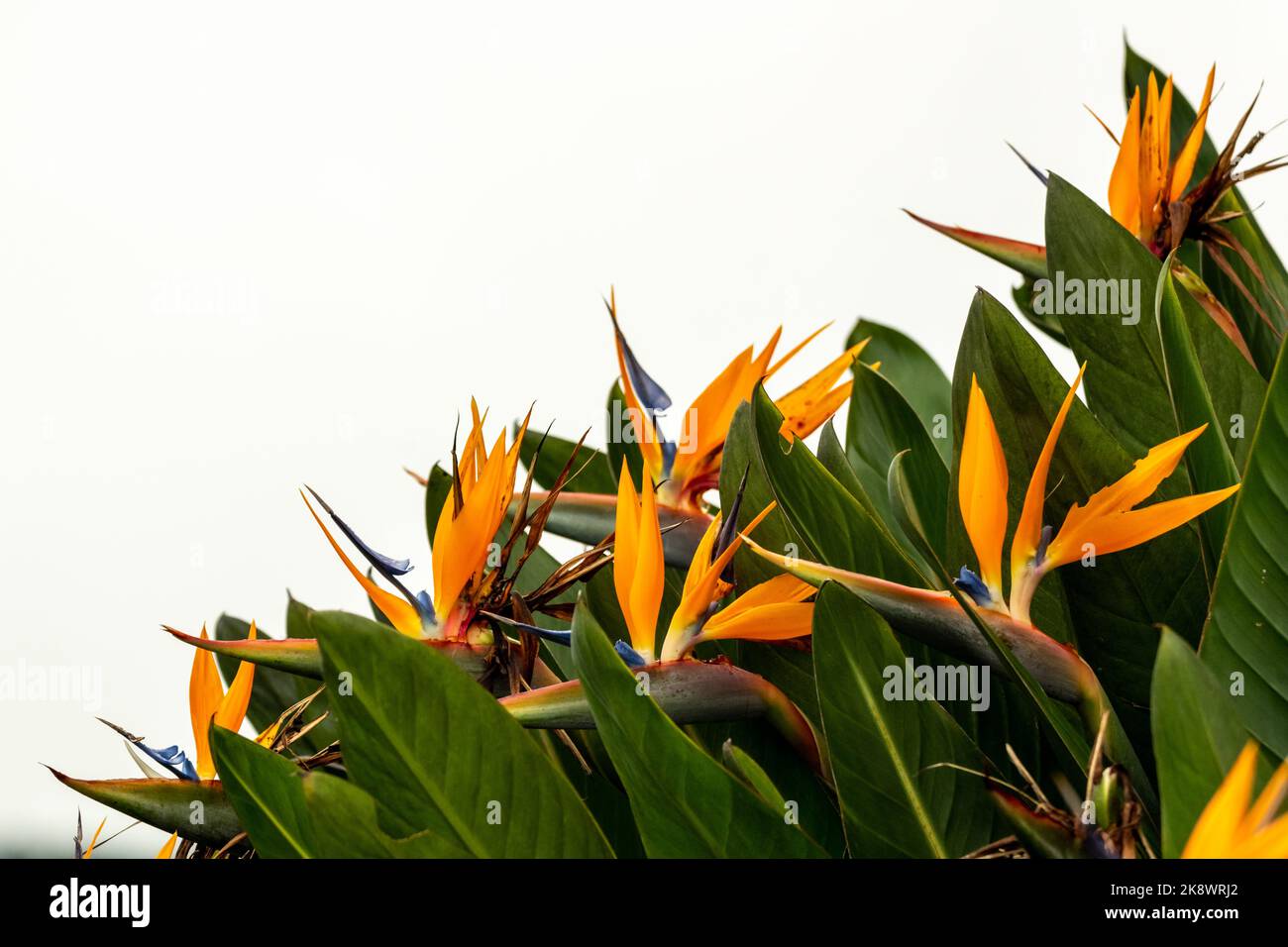 Paradiesvogel (Strelitzia) mit leuchtend orangefarbenen, wunderschönen Farben und verschwommenem Hintergrund. Stockfoto