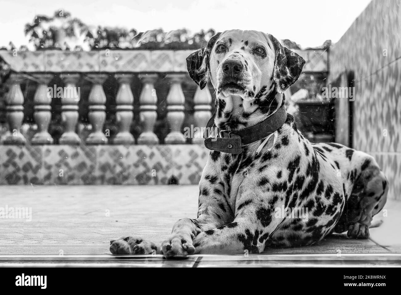 Porträt eines dalmatinischen Hundes Stockfoto