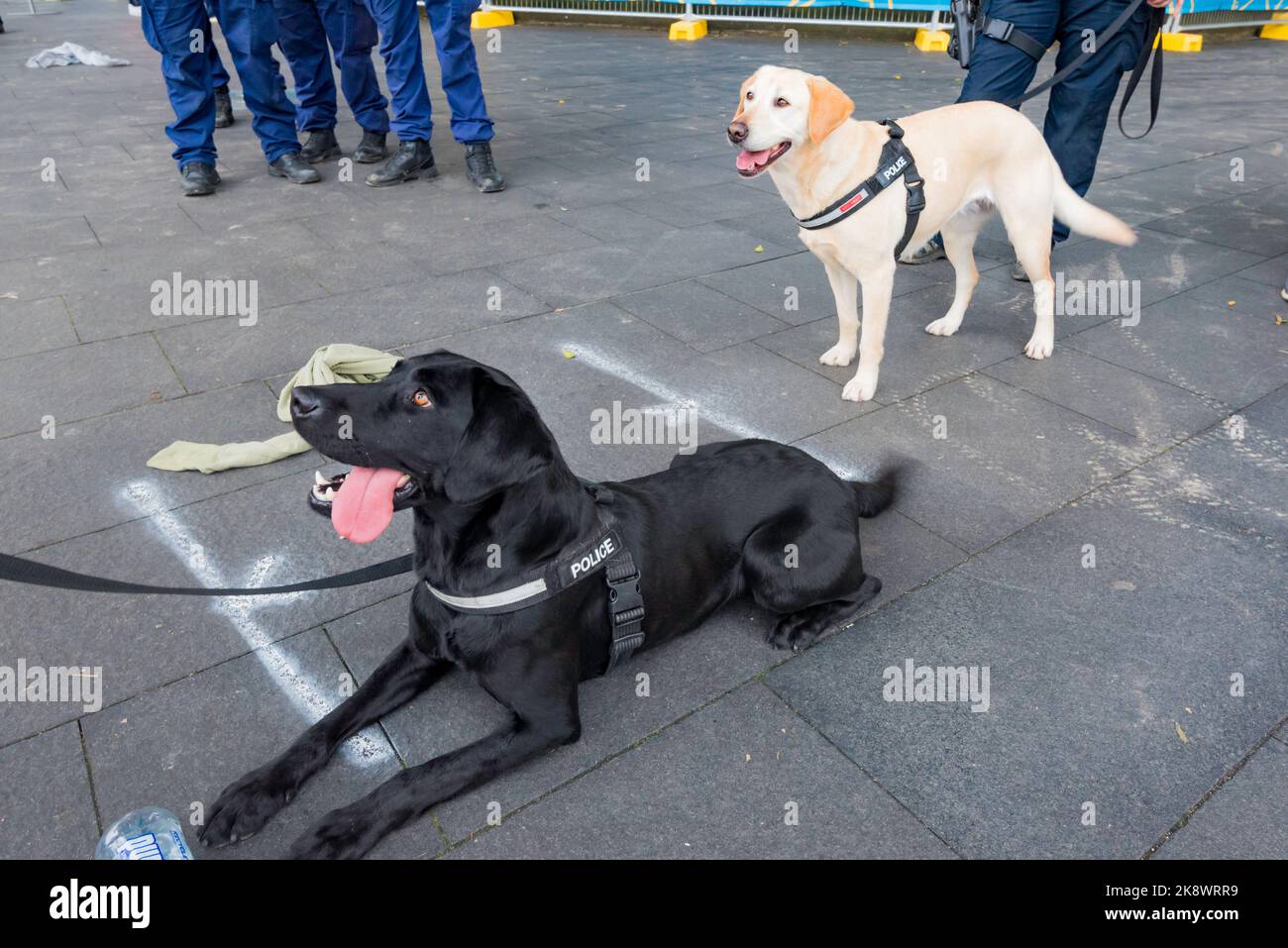 Zwei Polizeihunde, ein goldener und schwarzer Labrador, warten mit ihren Trainern beim Start des City to Surf-Rennens in Sydney, New South Wales, Australien Stockfoto