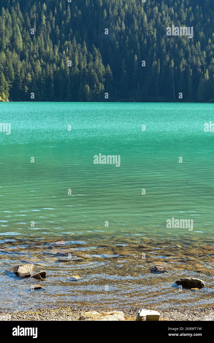 Kristallklares Wasser des Cheakamus Lake liegt sanft an einer bewaldeten Küste in British Columbia. Stockfoto