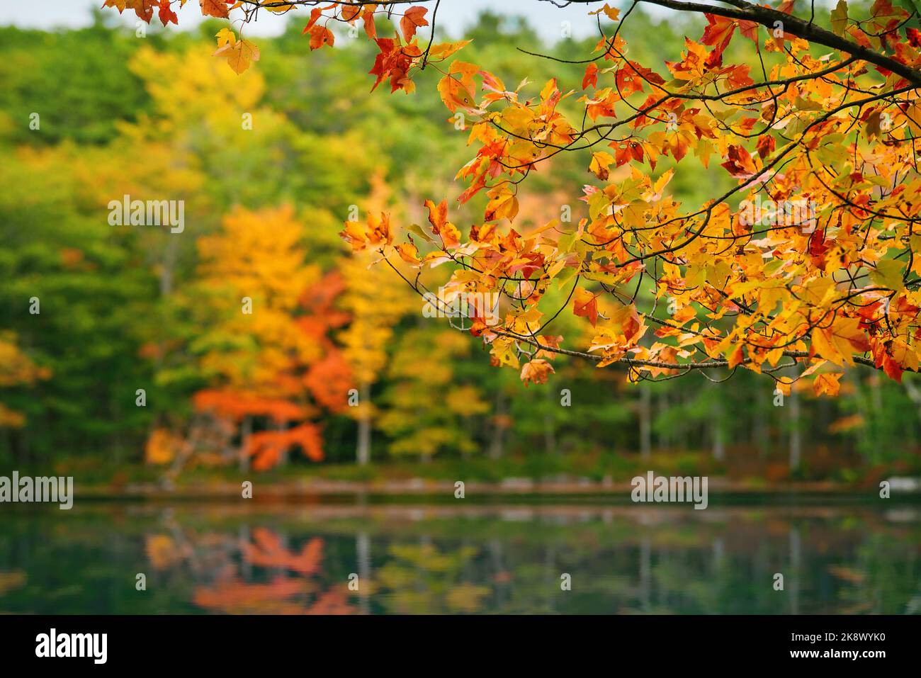 Herbstbaumblätter im Vordergrund und bunte Bäume mit Reflexen im Hintergrund. Herbstliche Laublandschaft in Maine, Neuengland. Stockfoto