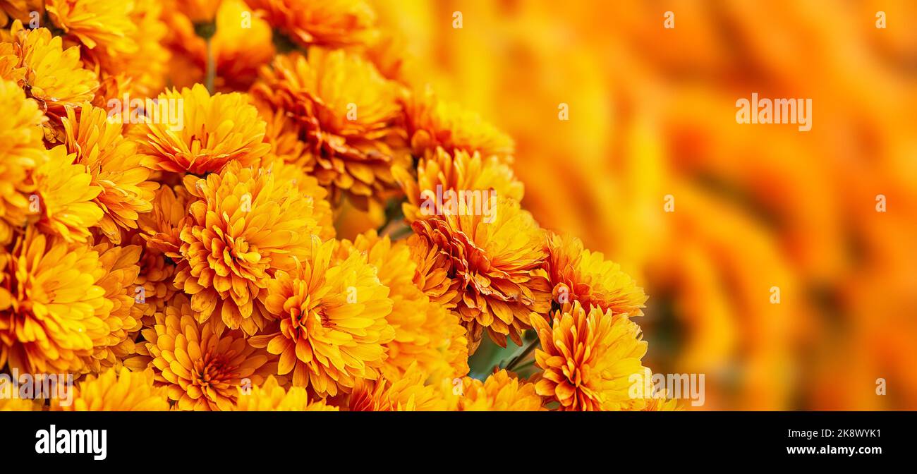 Nahaufnahme von schönen Blüten der Mutter oder Chrysantheme, die im Herbst blühen Stockfoto