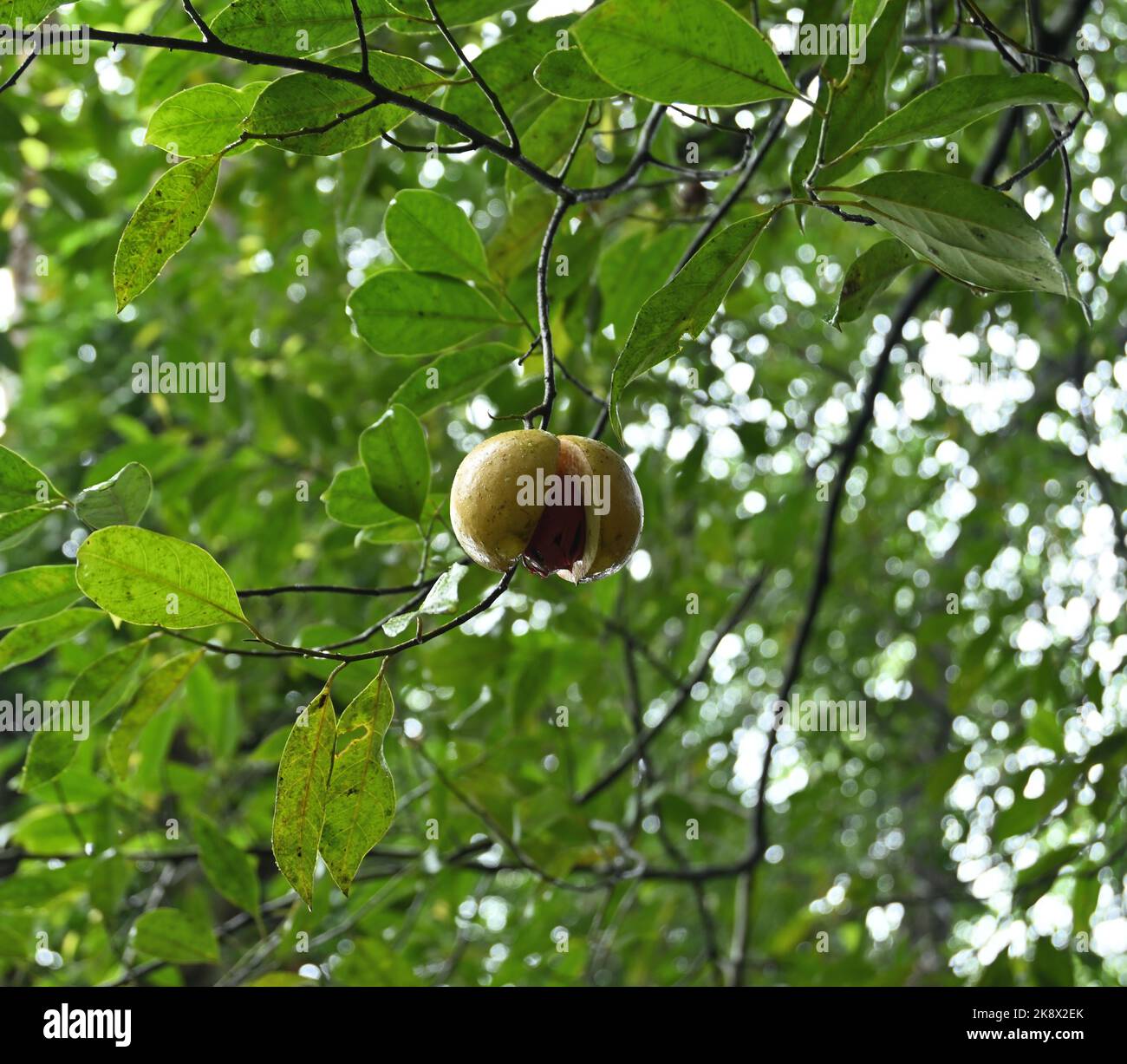 Darunter Ansicht einer reifen und offenen Muskatnuss-Frucht (Myristica ...
