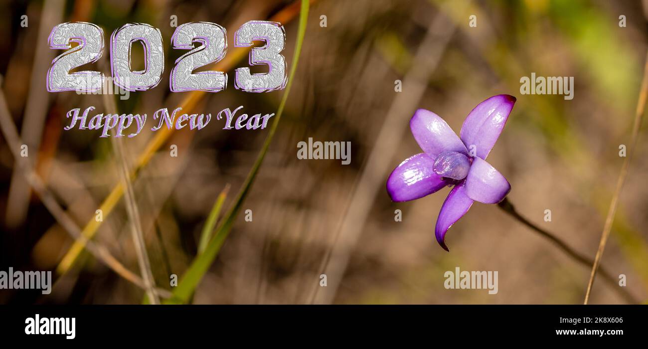 Frohes neues Jahr 2023, rosa Blume, emerale Orchidee, Cape Le Grand, Western Australia, Flora Stockfoto