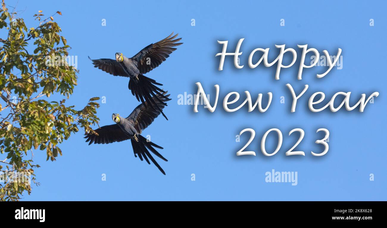 Frohes Neues Jahr 2023, Hyazinth-Ara, Blauer Vogel, Aniimal, Pantanal, Tierwelt, Brasilien, Sumpf Stockfoto