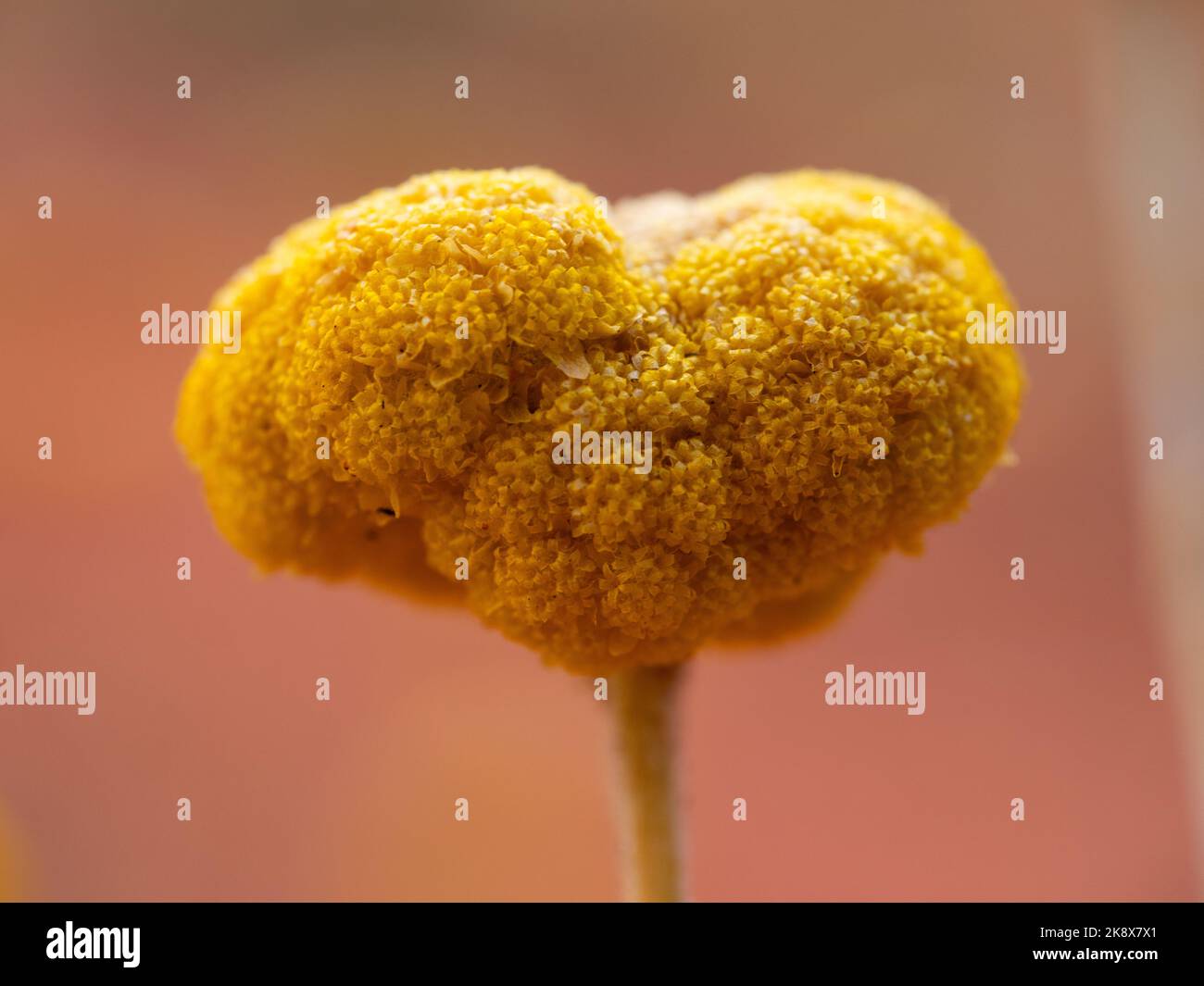 Makroaufnahme der Wüstenblume. Northern Territory, Australien. Stockfoto