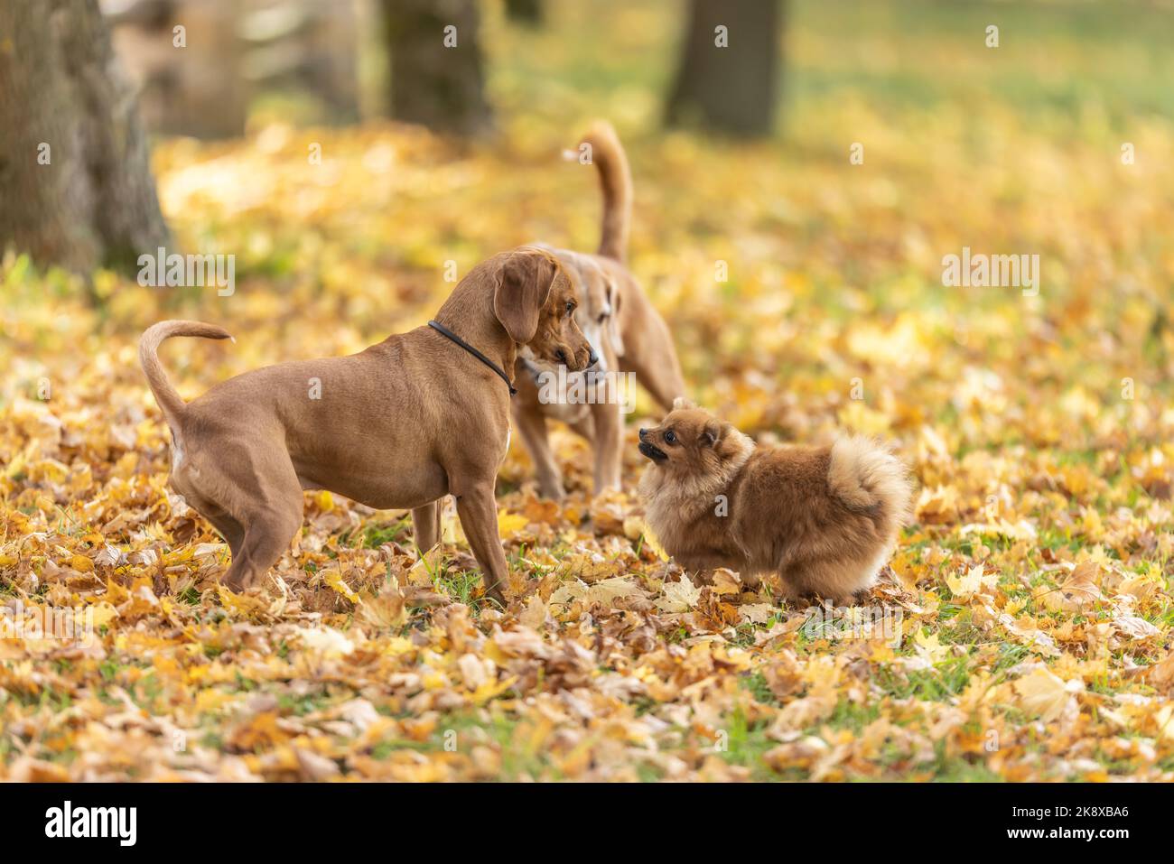 Drei niedliche Hunde spielen im Park. Stockfoto