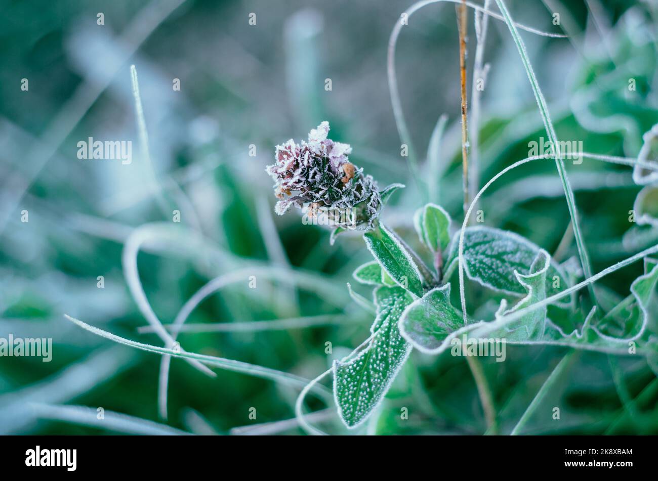 Frostkristalle auf grüner Wildblume mit Bokeh-Hintergrund Stockfoto